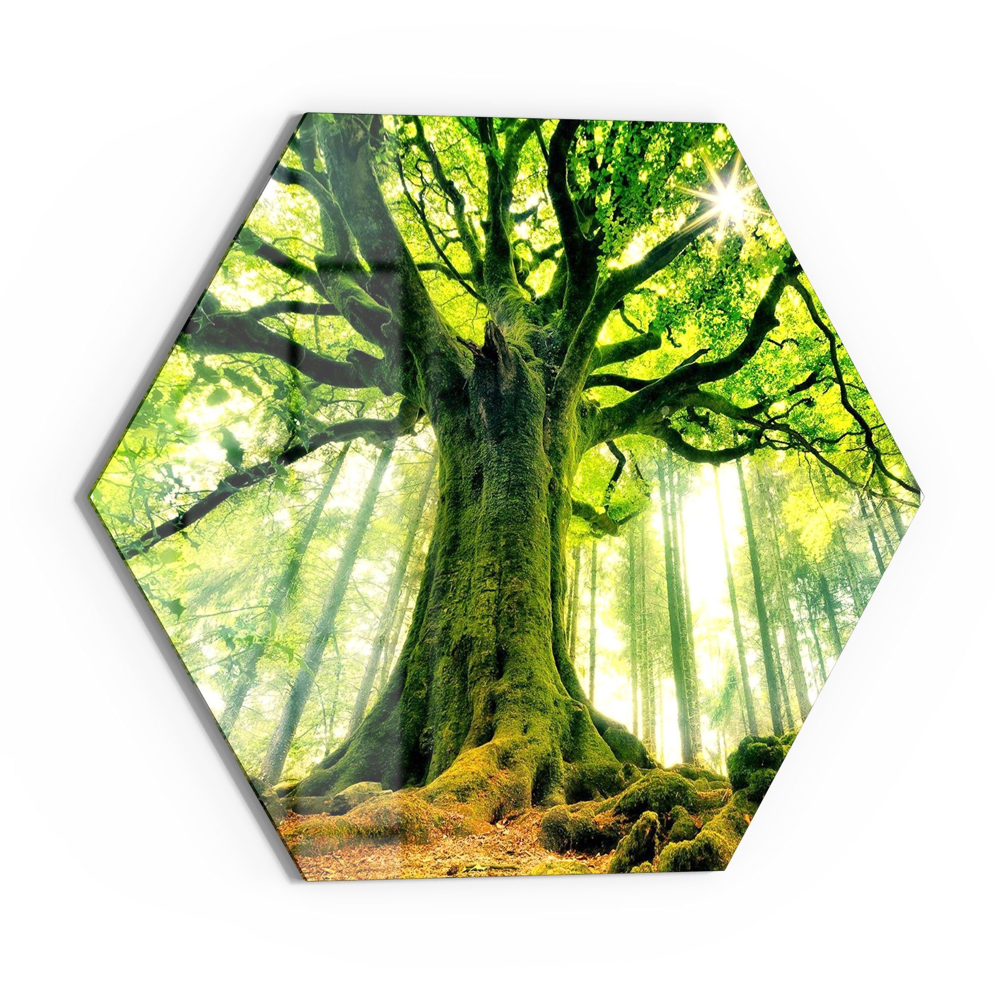 DEQORI Glasbild 'Eindrucksvoller Baum', 'Eindrucksvoller Baum', günstig online kaufen