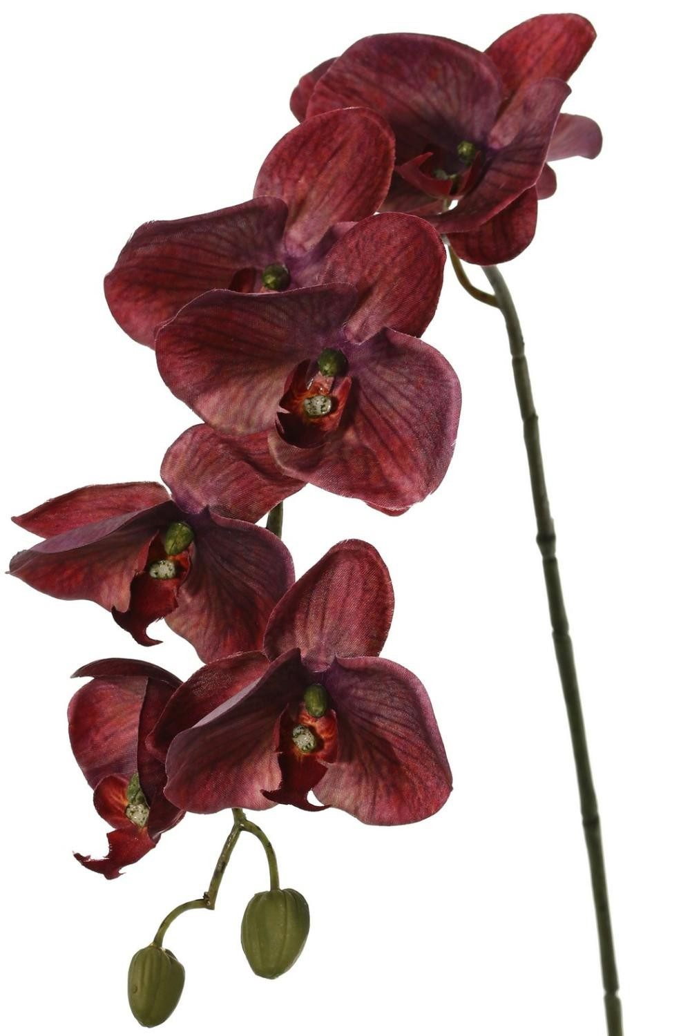 Kunstorchidee Deko Orchidee LARDUEN, Burgunderrot, 80cm Orchidee (Orchidee phalaenopsis), artplants, Höhe 75.0 cm