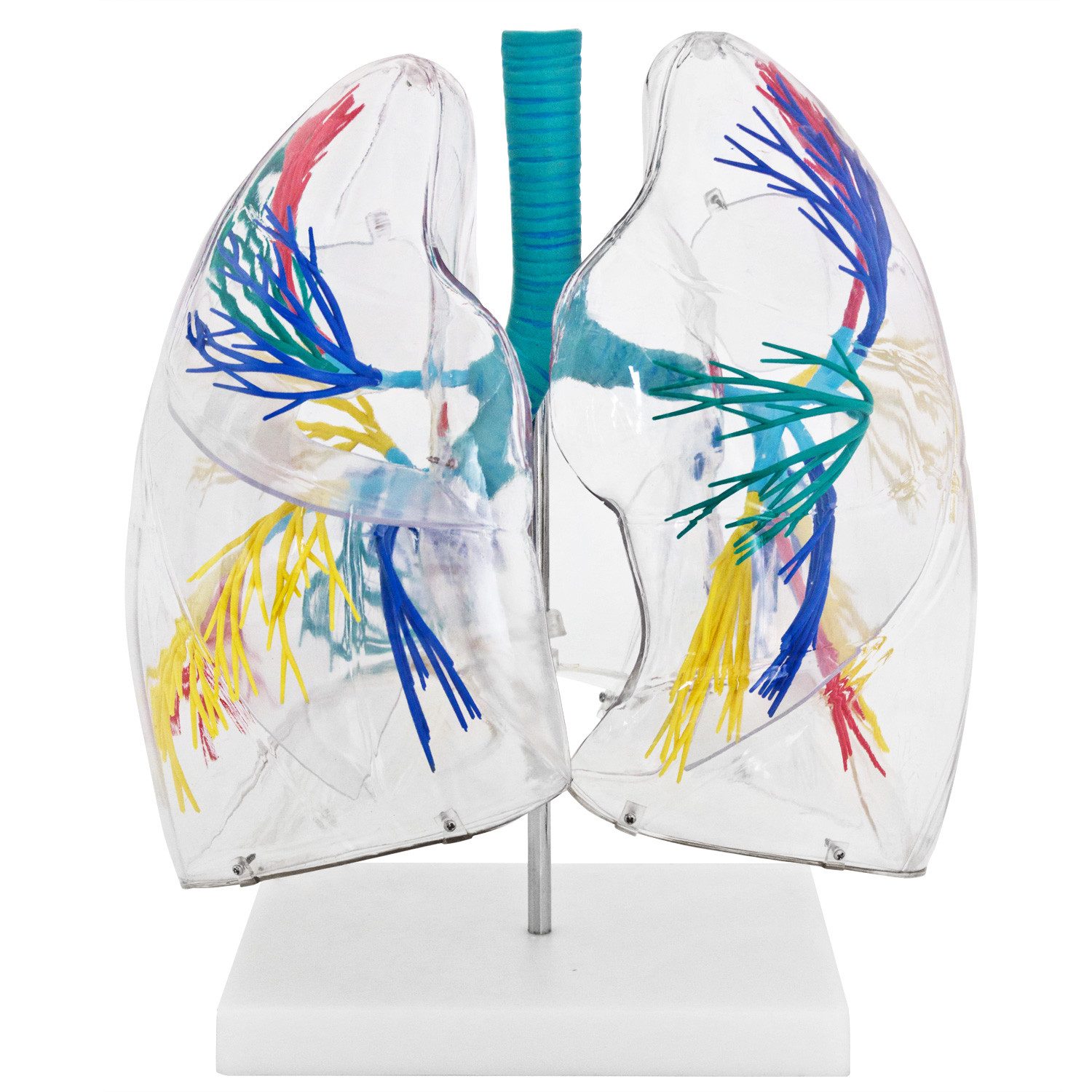 MedMod Dekoobjekt Anatomie Modell transparent Lunge Mensch Lungenmodell Anatomiemodell