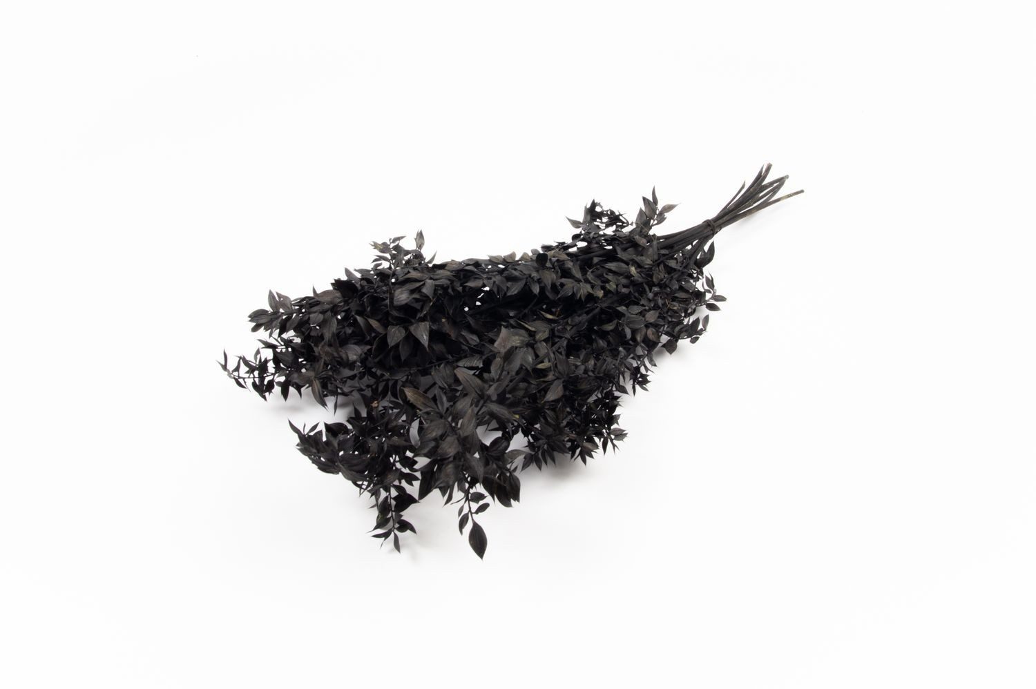 Trockenblume Ruscus Trockenzweige AGNIATA, schwarz, 70-75cm, Ø17cm, INNA-Glas, Höhe 75.0 cm