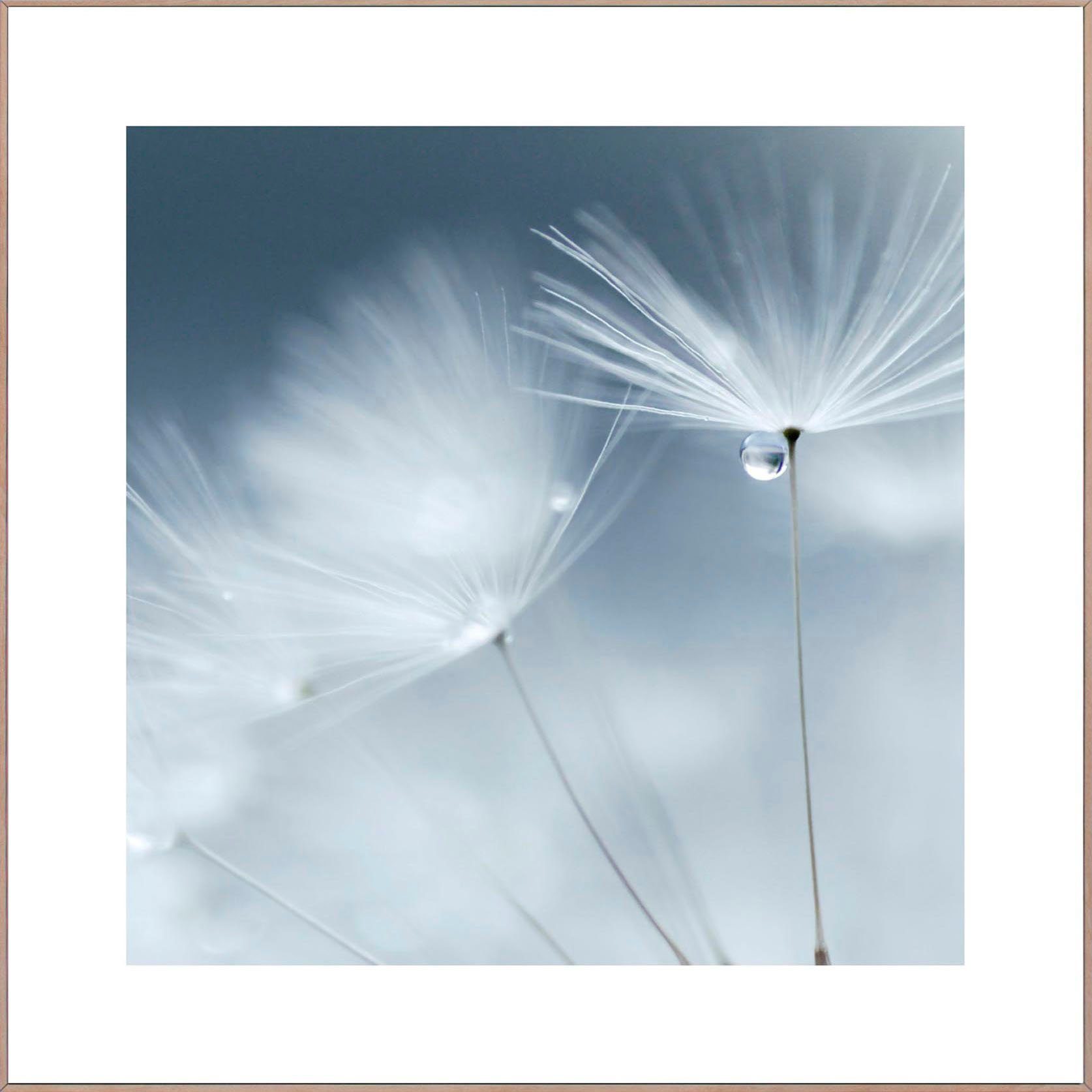 Reinders! Wandbild Slim Frame Wood 50x50 Dewdrop Dandelion