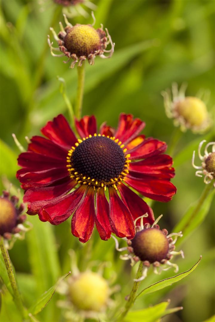 Pflanzen für Dich Staude Helenium cult. Rubinzwerg