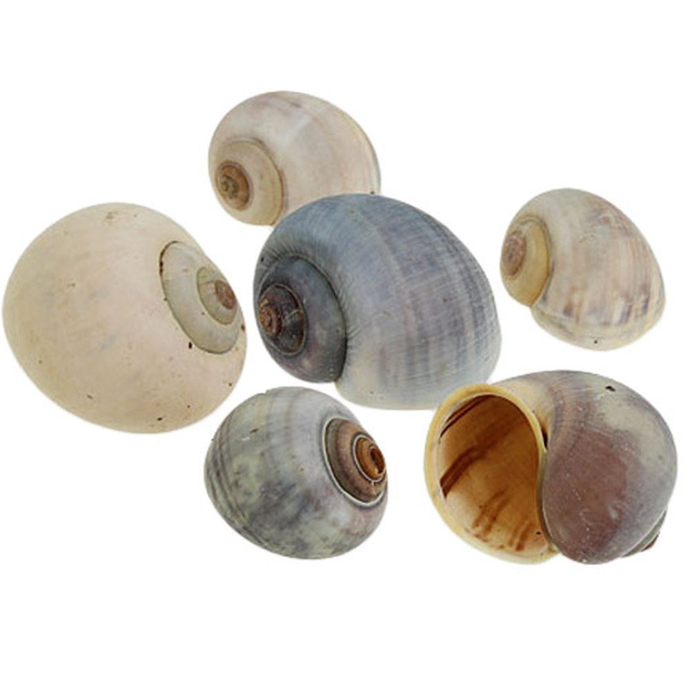 Viana Bastelnaturmaterial Natürliche Deko-Schneckenhäuser 1kg - günstig online kaufen