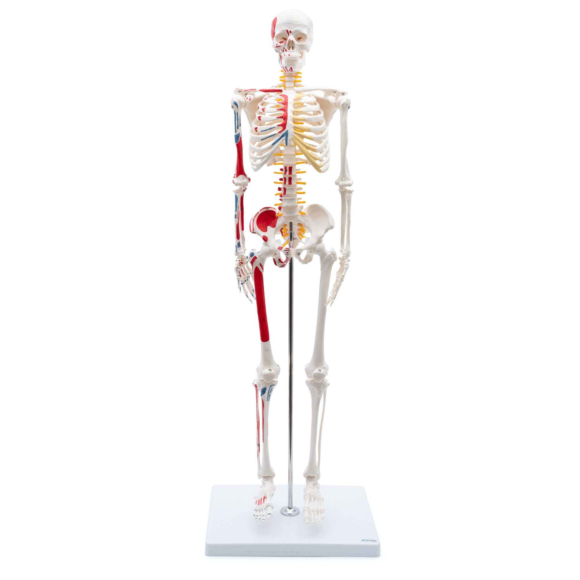 Cranstein Scientific Dekoobjekt Mini Skelett Anatomie Modell 85cm mit Nerven flexible Gelenke & Wirbe