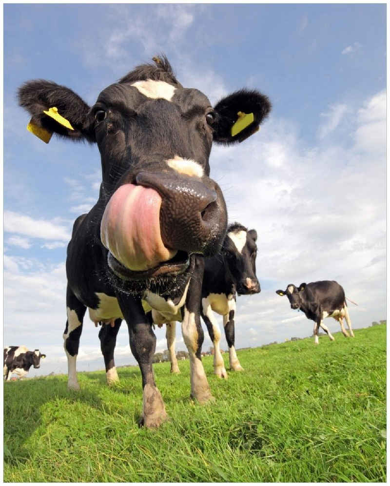 Wallario Poster, Lustige Kuh auf der Weide mit herausgestreckter Zunge, in verschiedenen Ausführungen