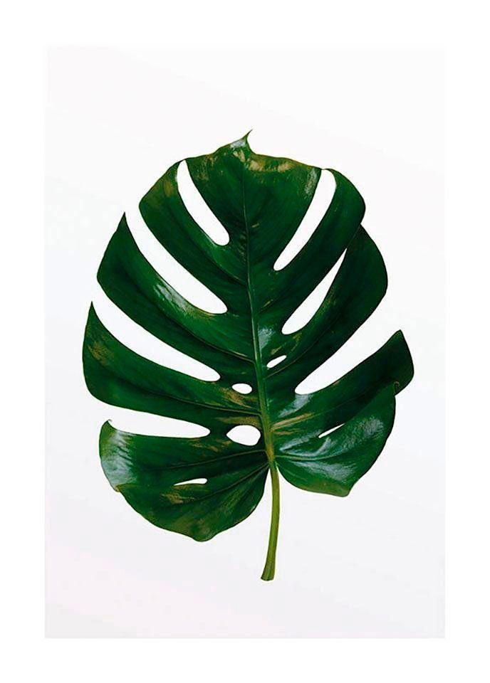 Komar Bild Monstera Leaf, Blätter, Pflanzen (1 St), Wandbild zur Dekoration - ohne Rahmen