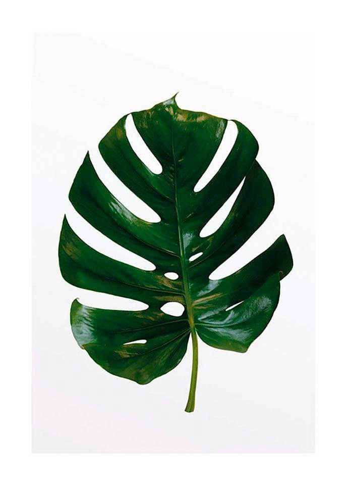 Komar Poster »Monstera Leaf«, Pflanzen, Blätter, Höhe: 50cm