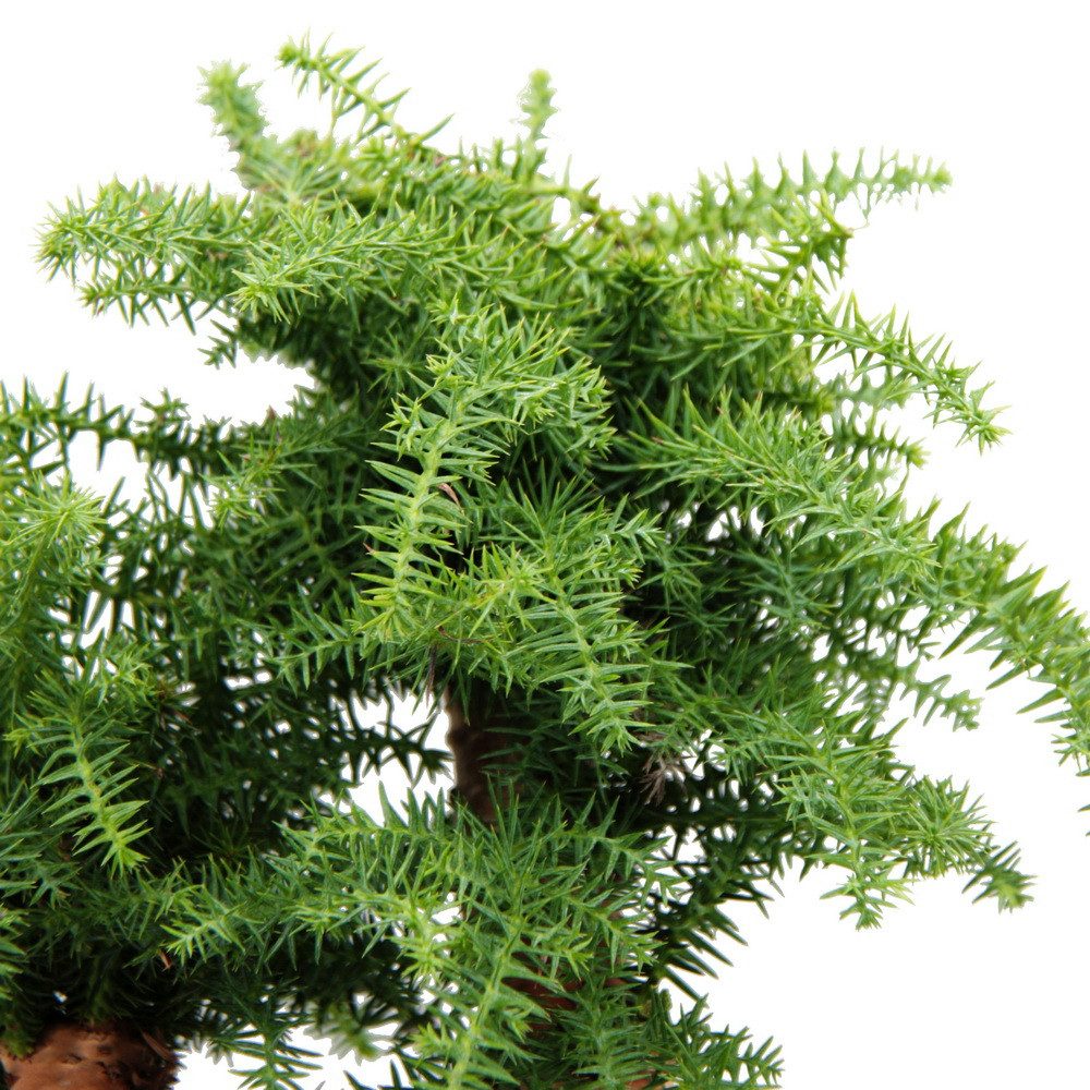 Exotenherz Zimmerpflanze Zimmerbonsai Araucaria cunninghamii ca. 65cm hoch 25cm Schale