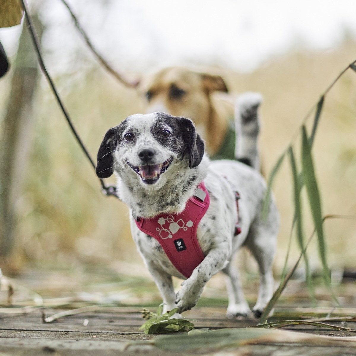 HURTTA Hunde-Geschirr Weekend Warrior Geschirr II ECO ruby (pink)