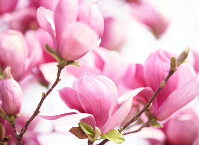 Papermoon Fototapete »Pink Magnolia«, glatt-Otto