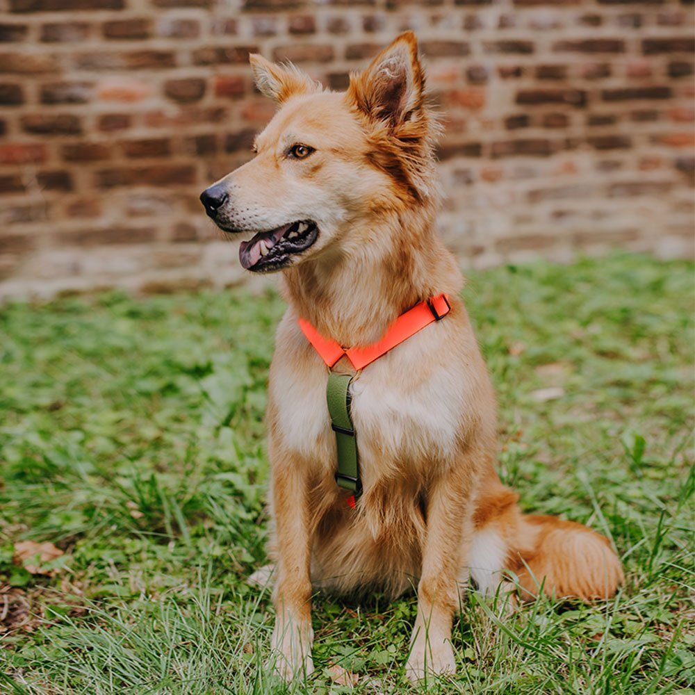 Hey Lana Hunde-Geschirr Hundegeschirr - Biothane günstig online kaufen