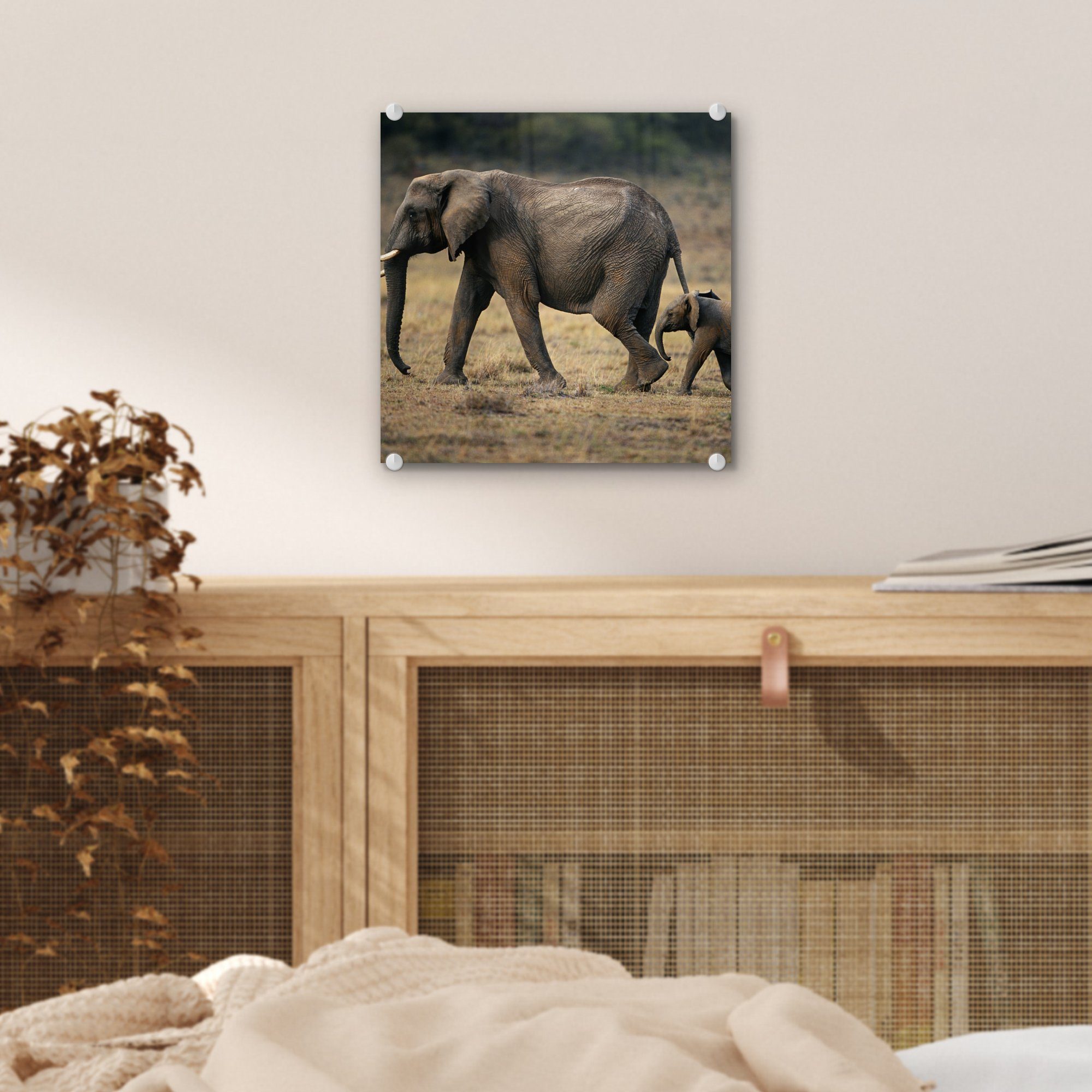 Glas - Wandbild auf - Glas Natur, Glasbilder Savanne Foto Acrylglasbild St), Elefant (1 - - Bilder - Tiere auf - MuchoWow Wanddekoration