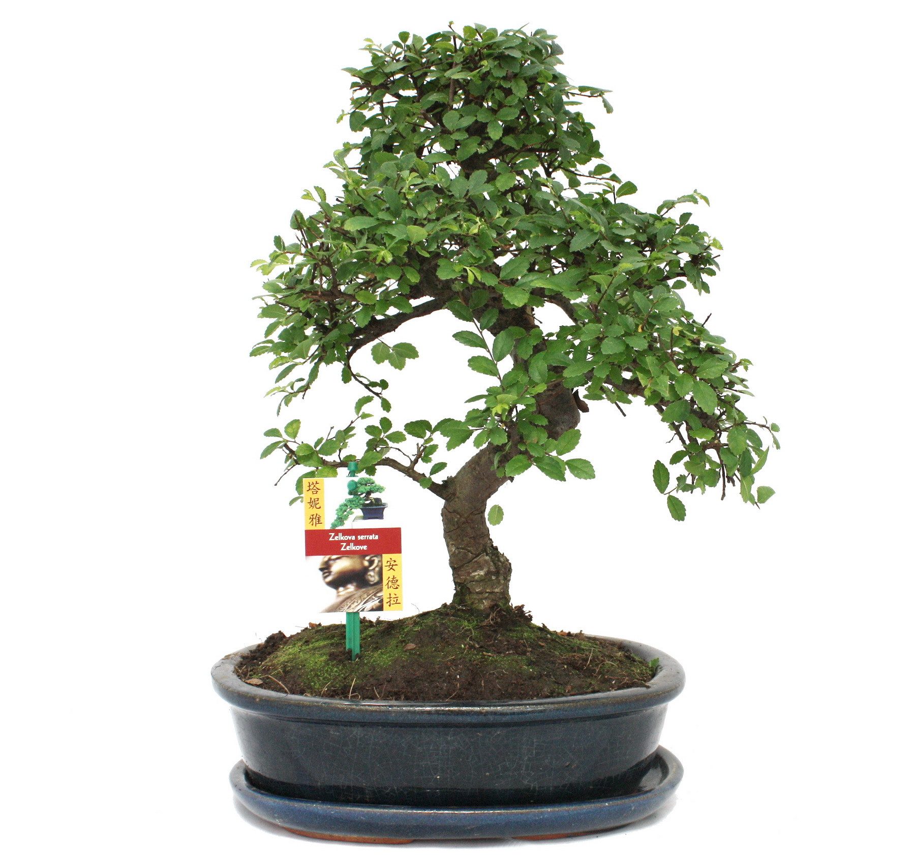 Exotenherz Zimmerpflanze Bonsai Chinesische Ulme - Ulmus parviflora - ca. 10 Jahre