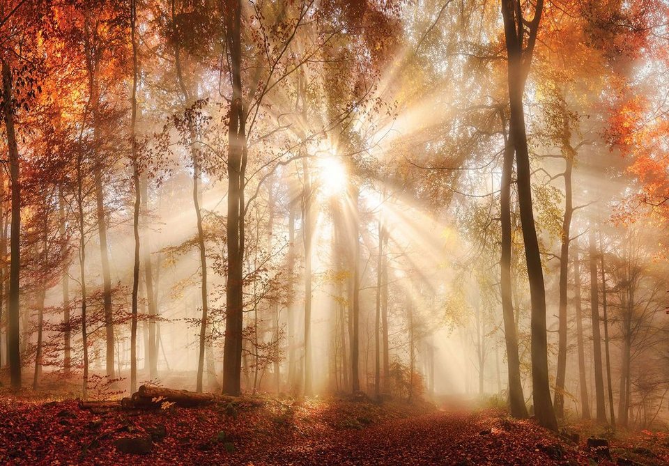 CONSALNET Fototapete Sonniger Wald im Herbst Vlies in verschiedenen Größen