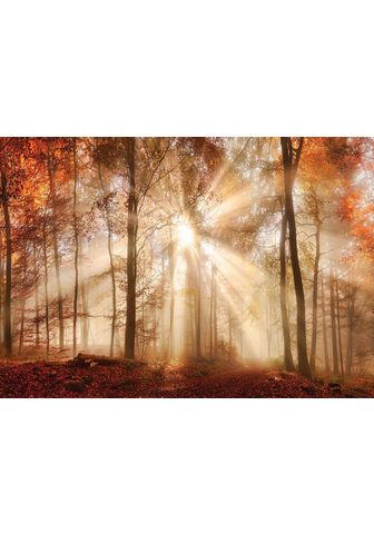 Consalnet Fototapetas Sonniger Wald im Herbst gl...