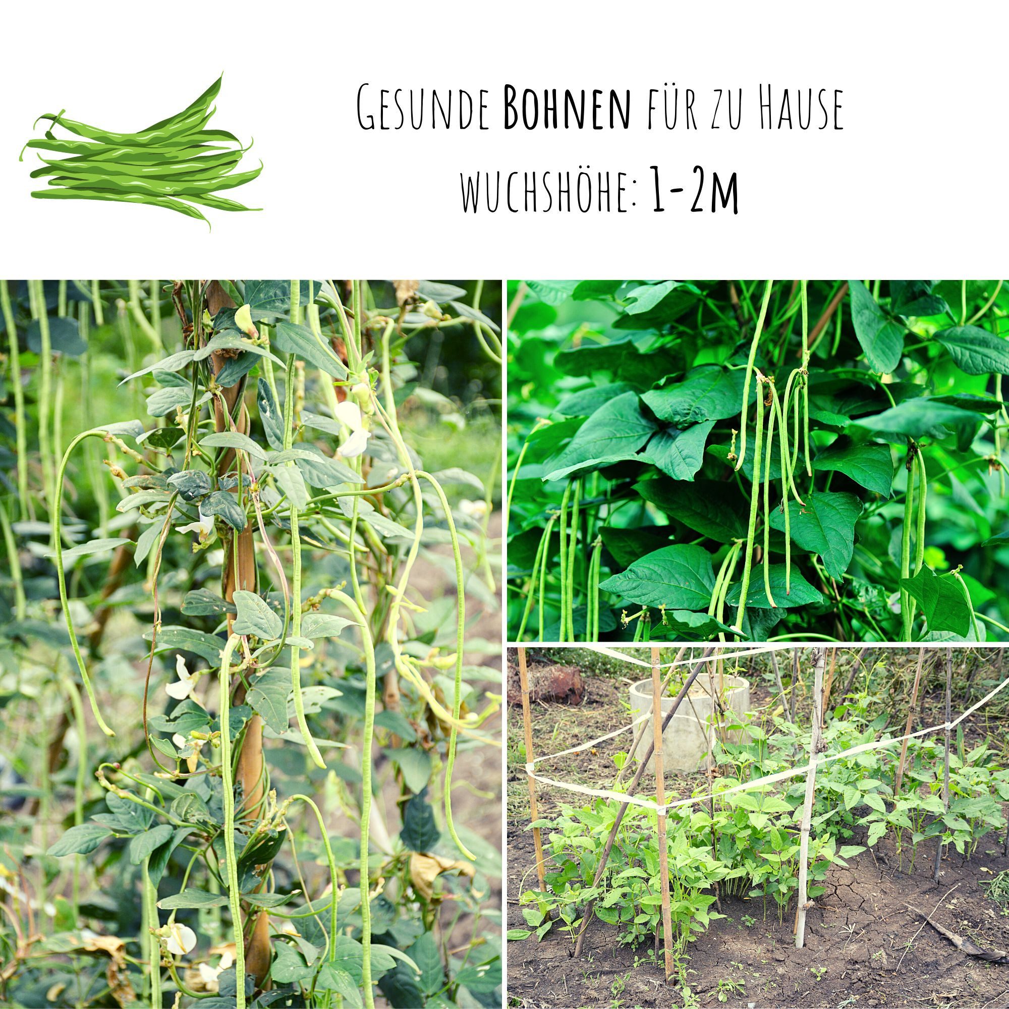 HappySeed Gemüsesamen Meterbohne Samen - Vigna unguiculata, Blumen günstig online kaufen