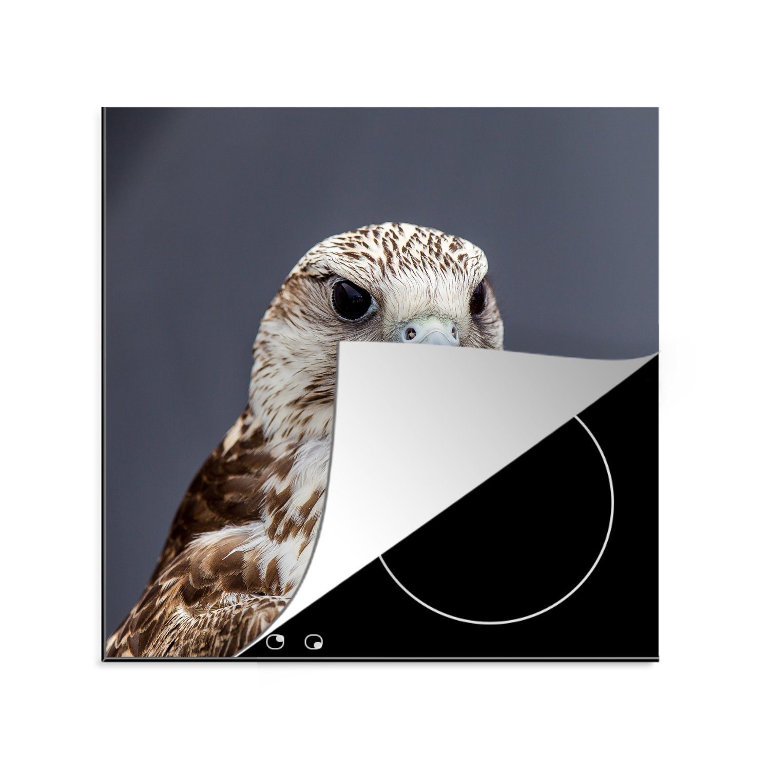 - 78x78 küche Vinyl, Herdblende-/Abdeckplatte Vogel für Federn, cm, MuchoWow (1 Ceranfeldabdeckung, tlg), - Arbeitsplatte Falke