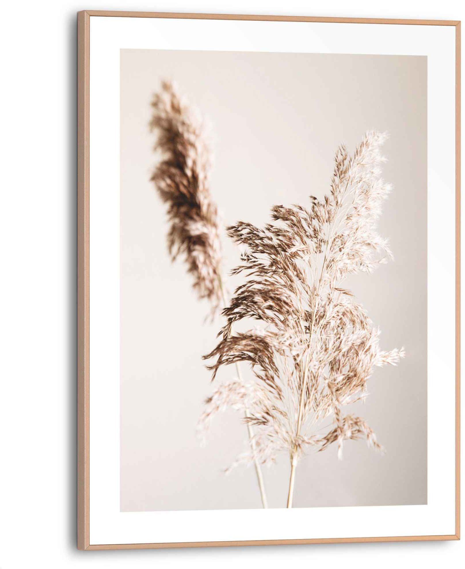 (1 Pampas - Reinders! Ruhe Trockenblume, St) Bild Natur -