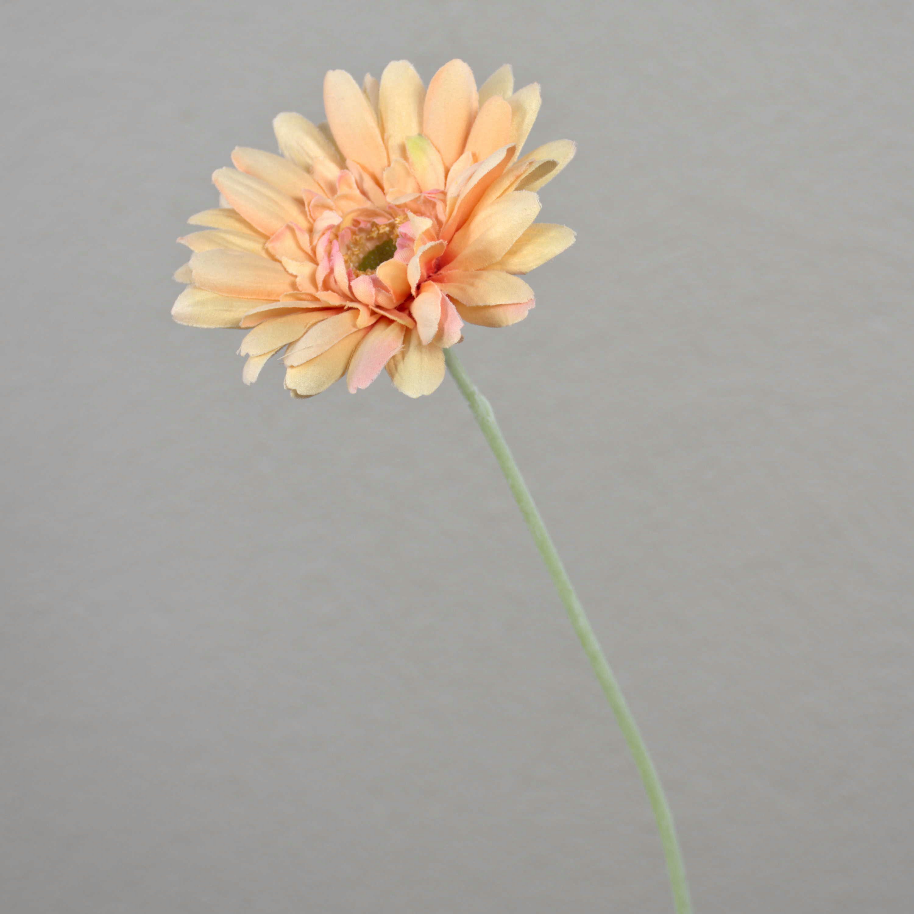 Kunstblume Künstliche Gerbera, Creme - rosa, beflockter Stiel, 55cm, Ø 11cm Gerbera, artplants, Höhe 55.0 cm