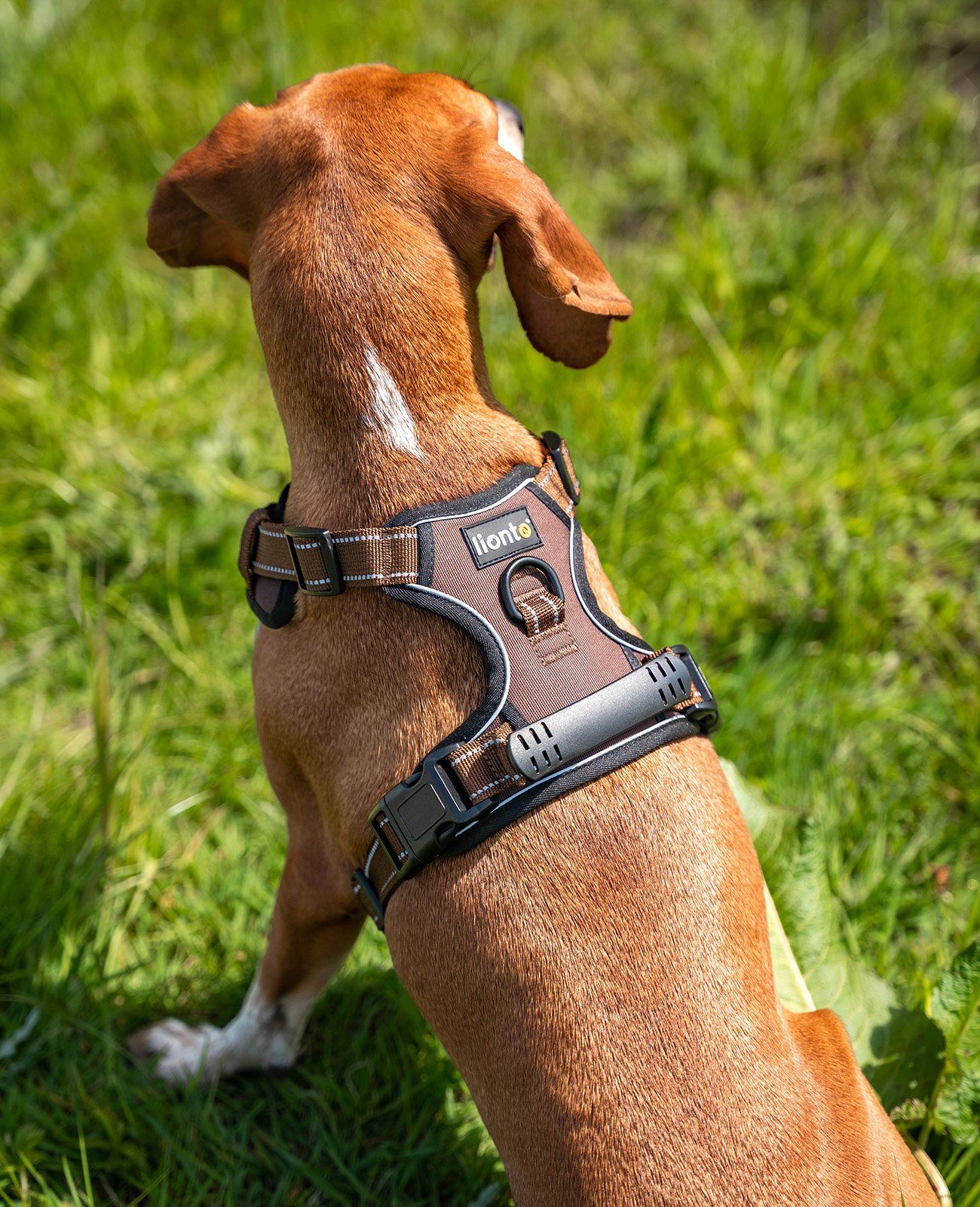 lionto Hunde-Geschirr Anti-Zug, reflektierend & gepolstert, robustes Oxford-Gewebe, verstellbares Y-Geschirr mit Brustring