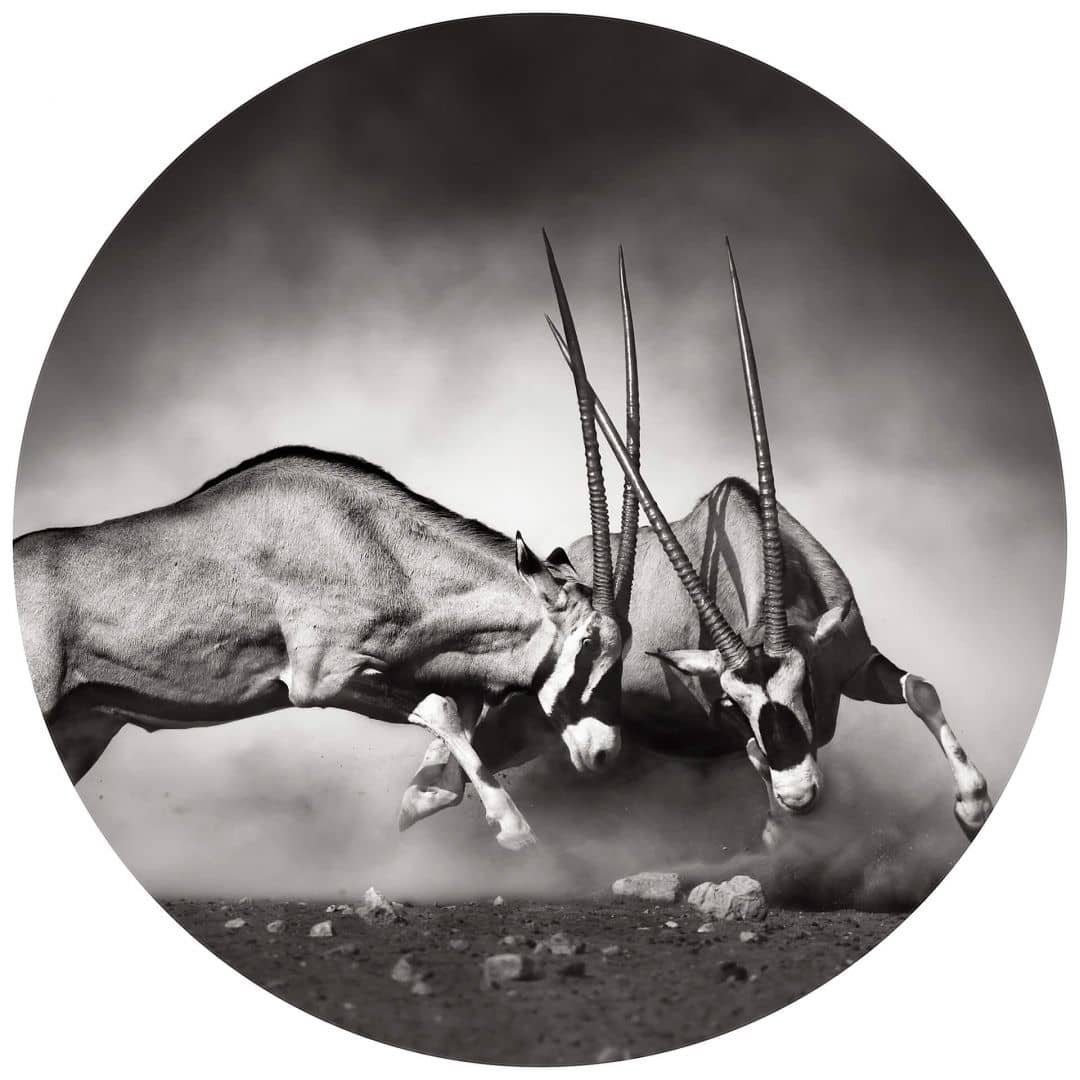 K&L Wall Art Fototapete Das Duell, Vliestapete, rund, Antilopen Hirsch Waldtiere Tapete, Oryx Tapete