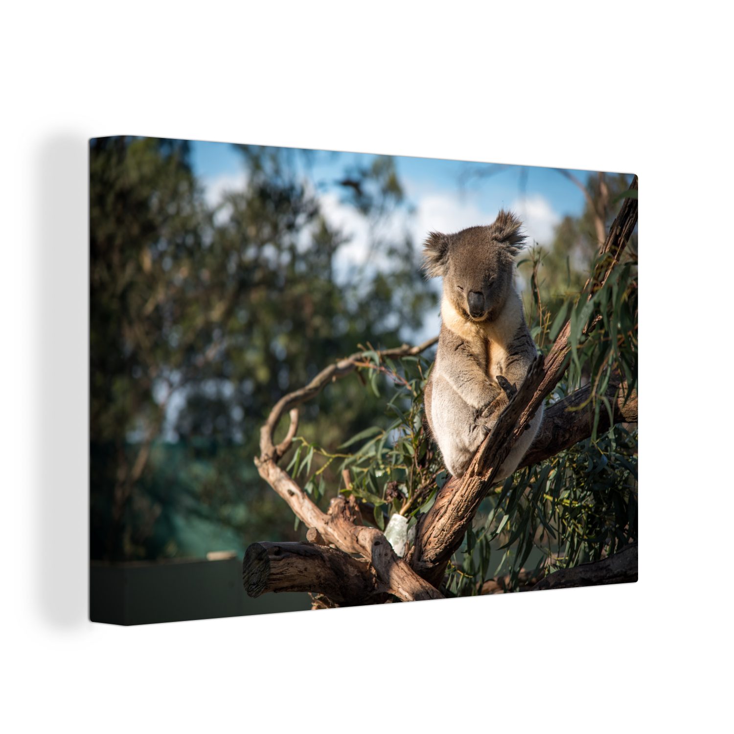 (1 30x20 St), OneMillionCanvasses® cm Wanddeko, Koala - Leinwandbild Australien, Eukalyptus Wandbild Leinwandbilder, Aufhängefertig, -