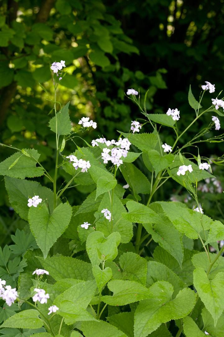 Pflanzen für Dich Staude Lunaria rediviva, 1 St., Ausdauerndes Silberblatt, Wildes Silberblatt, Mondviole