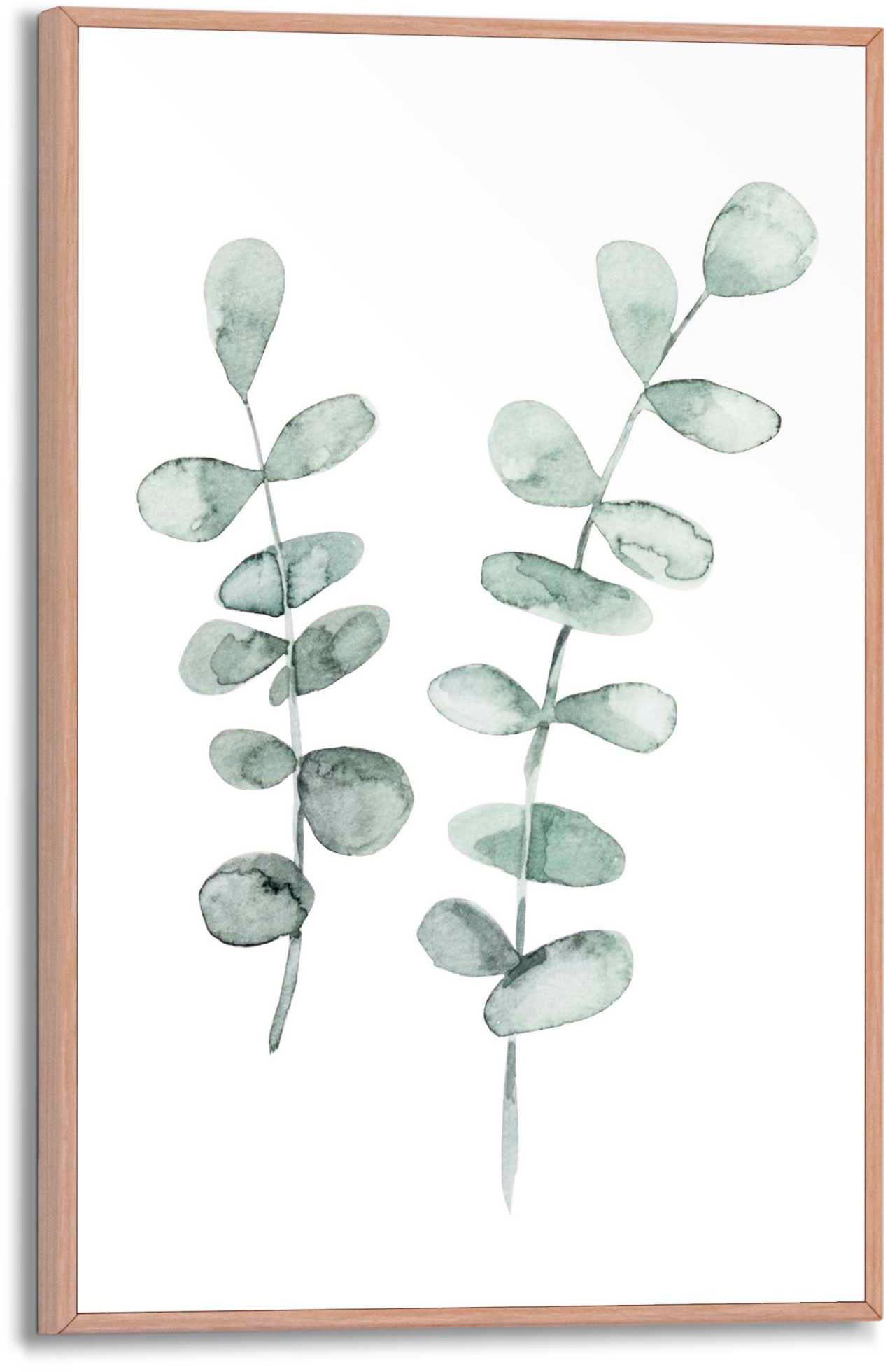 Poster Eukalyptus