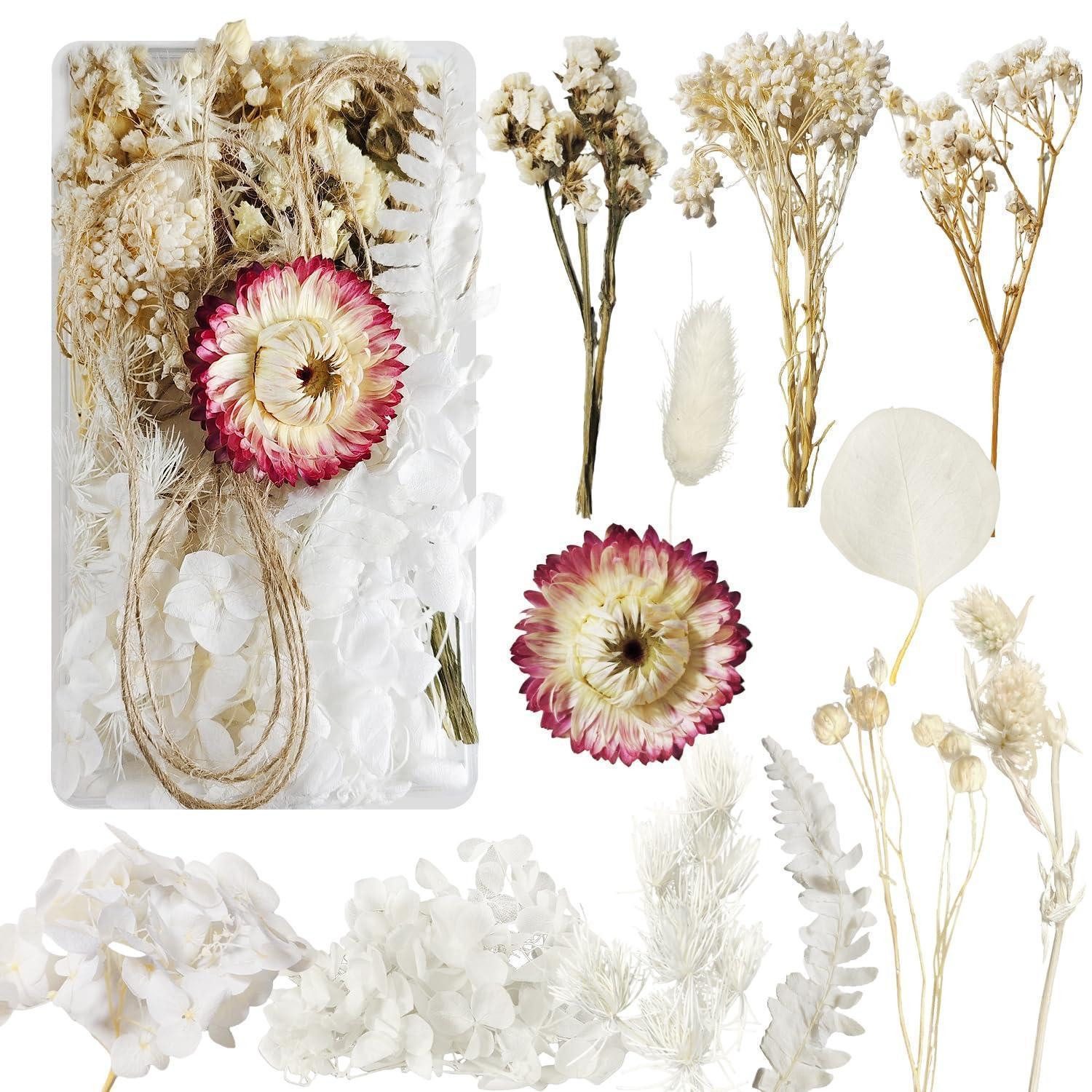 Trockenblume Getrocknete Blumen Deko Weiss Basteln, LuxusKollektion, Höhe 1 cm