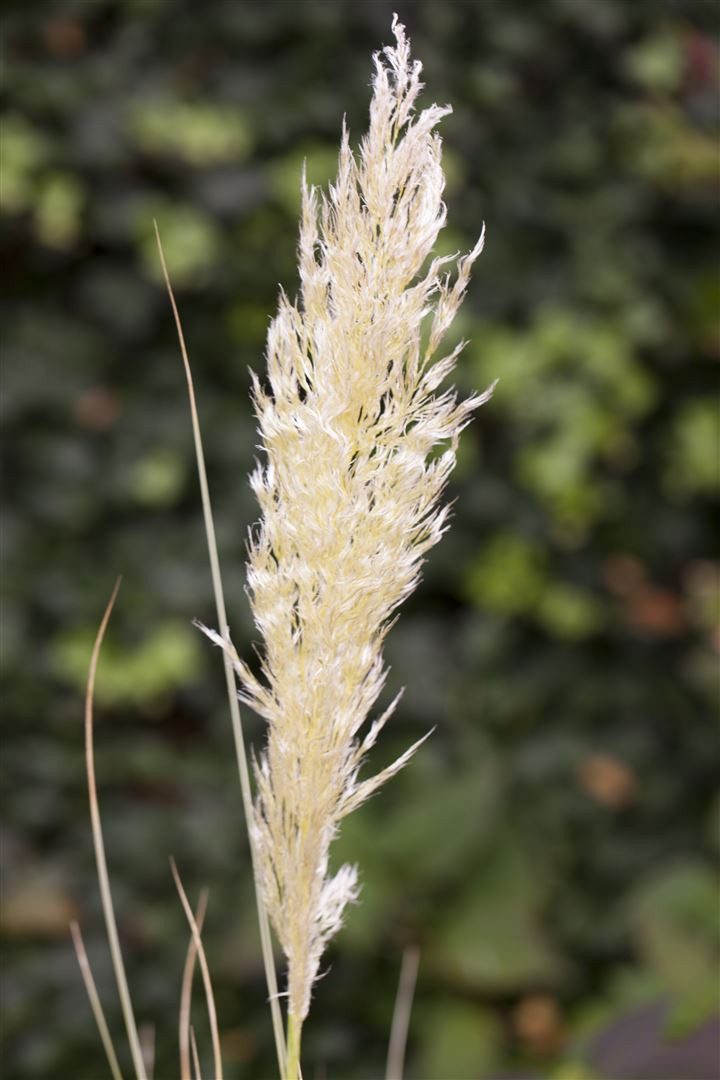 Pflanzen für Dich Gräser Cortaderia selloana Comet, 1 St., Pampasgras, Silber-Pampasgras, silbrig, kompaktwachsend