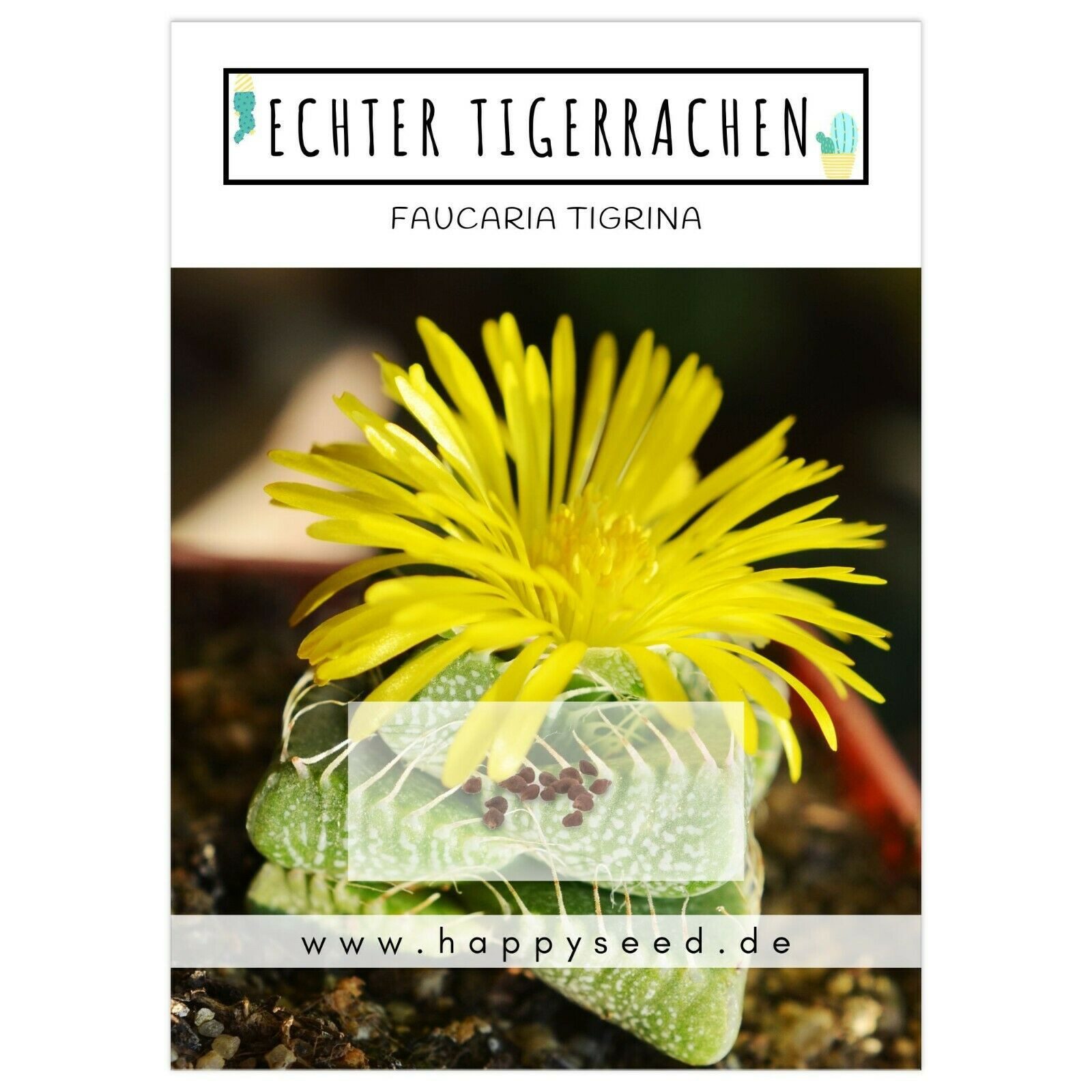 HappySeed Blumensamen Exotische Kakteen Samen mit hoher Keimrate - Echter Tigerrachen, Kakteen