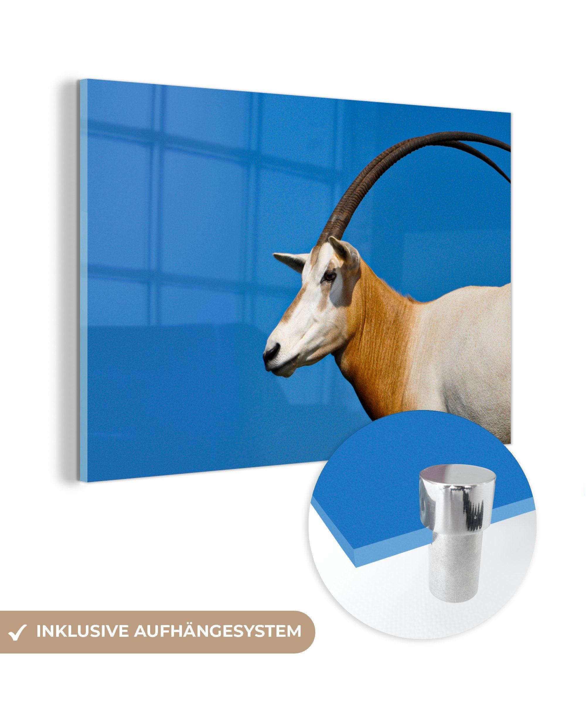MuchoWow Acrylglasbild Ziege, St), Schlafzimmer Acrylglasbilder (1 - - Wohnzimmer Horn & Tier