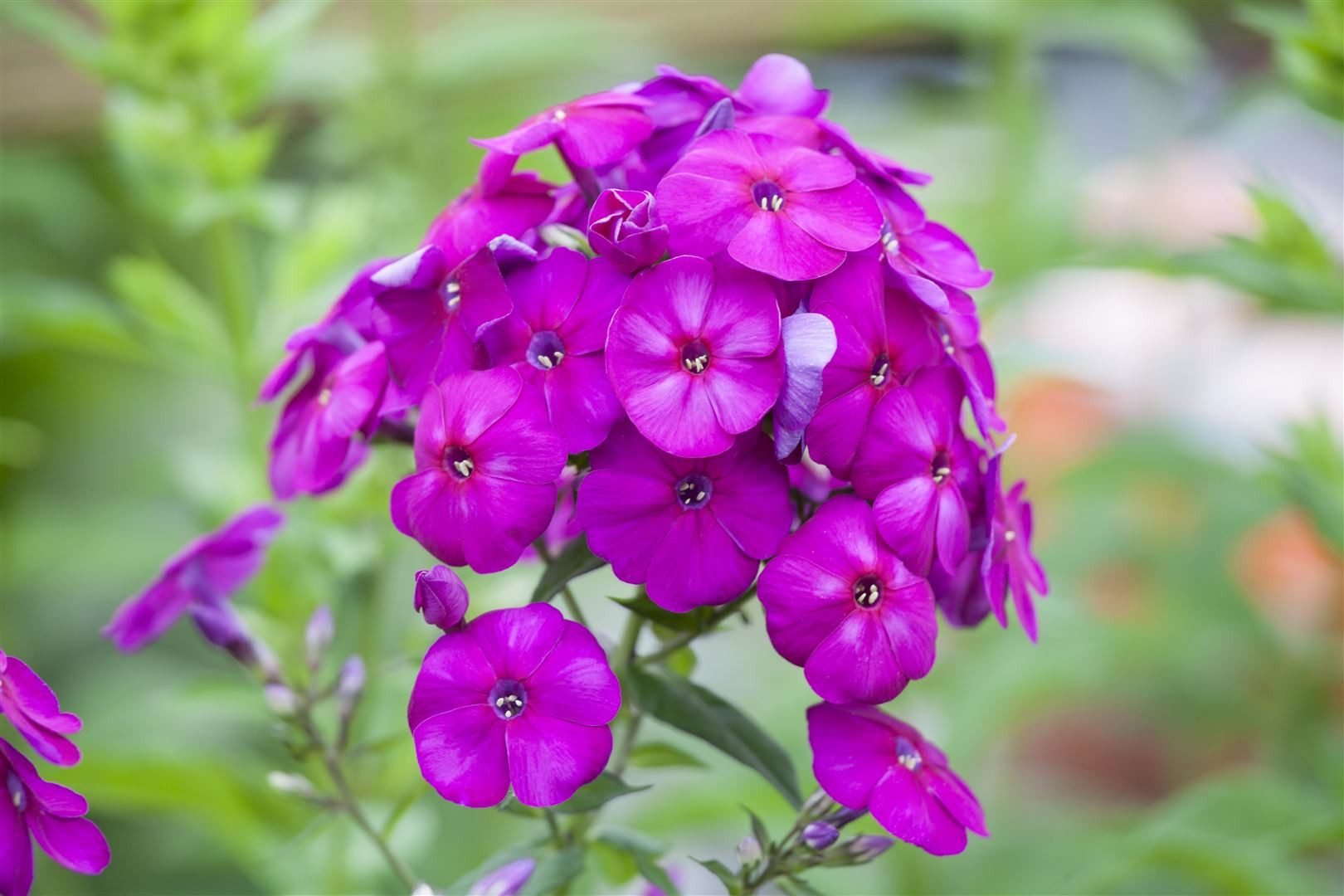 Pflanzen für Dich Staude Phlox pan. The King, 1 St., Hoher Staudenphlox, Flammenblume