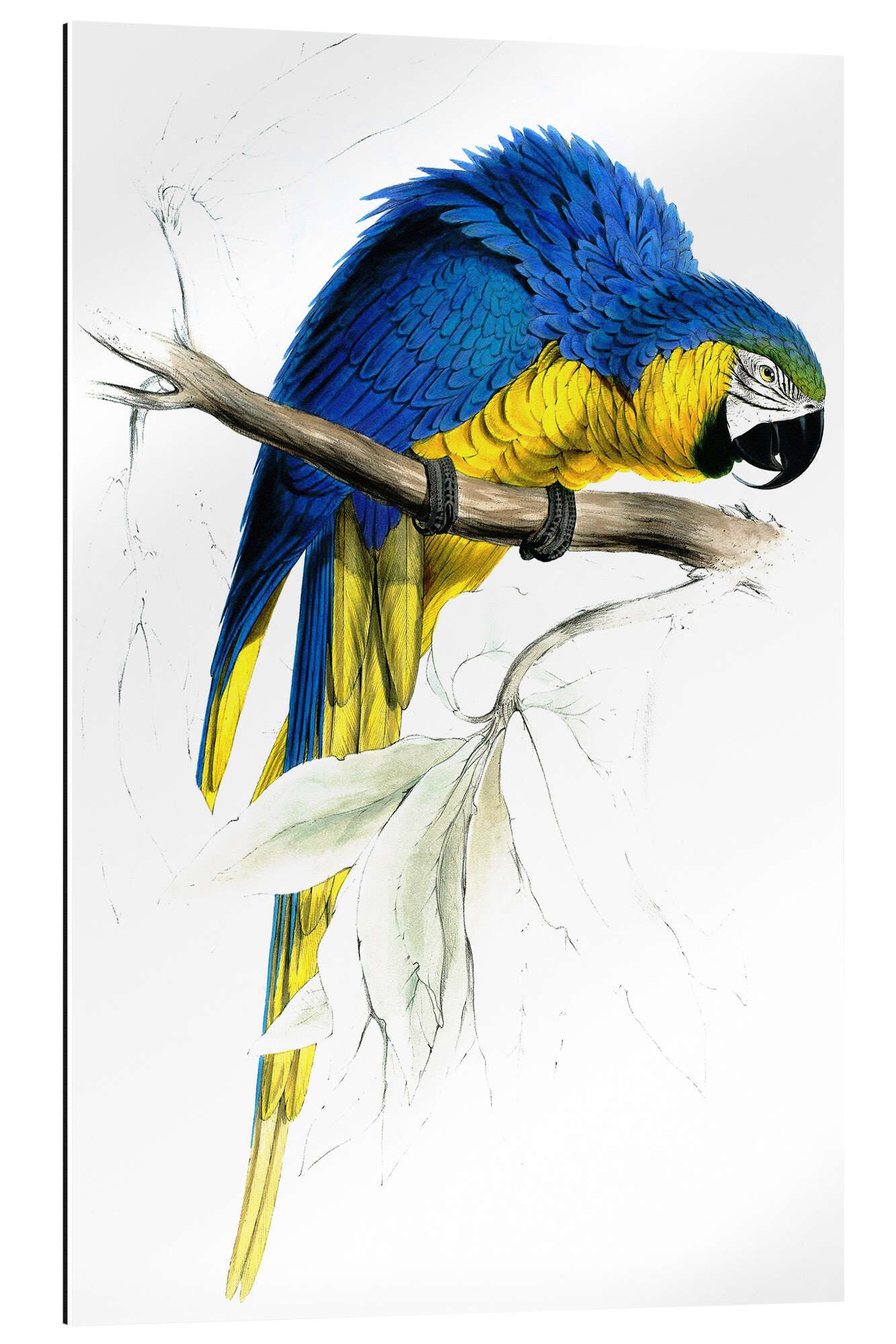XXL-Wandbild Edward Lear