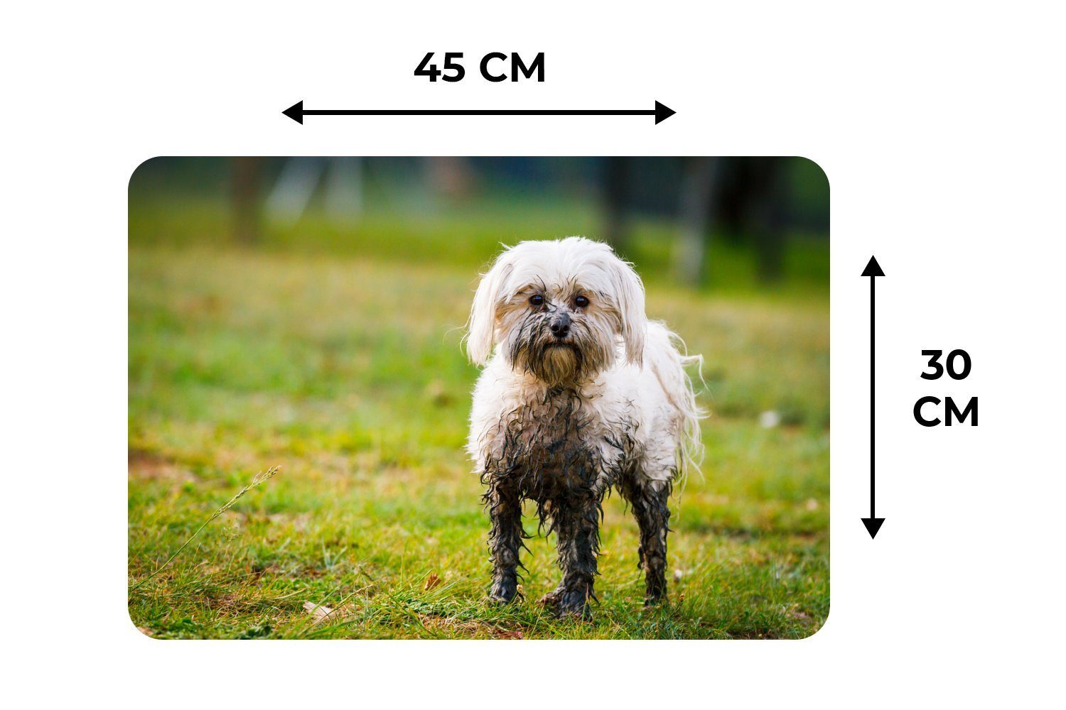 Platzset, Ein kleiner Malteserhund, MuchoWow, Schlamm mit Tischmatten, Schmutzabweisend Platzdecken, bedeckt, (6-St), Platzset, halb Platzmatte