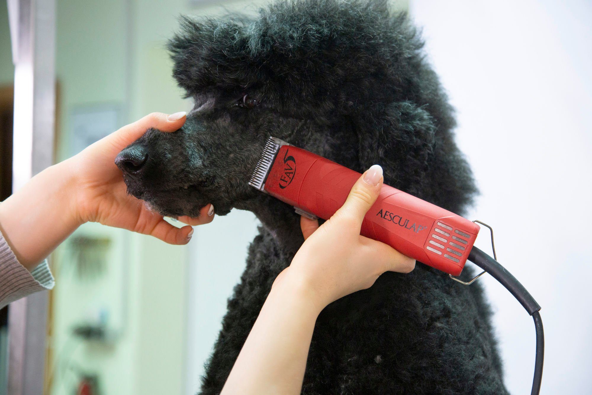 Kerbl Hundeschermaschine Aesculap Schermaschine FAV5