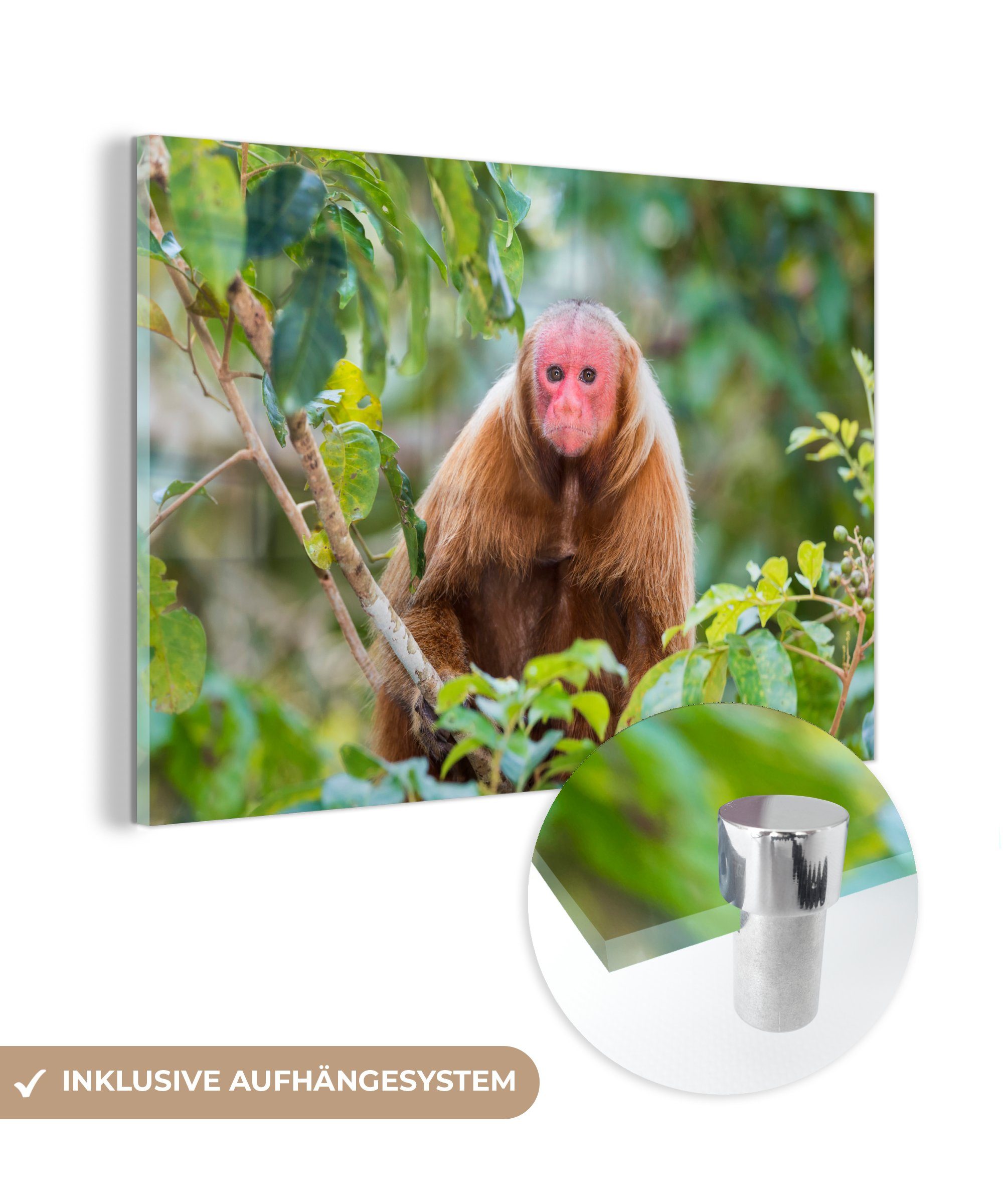 MuchoWow Acrylglasbild Oeakari-Affe im Dschungel, (1 St), Acrylglasbilder Wohnzimmer & Schlafzimmer