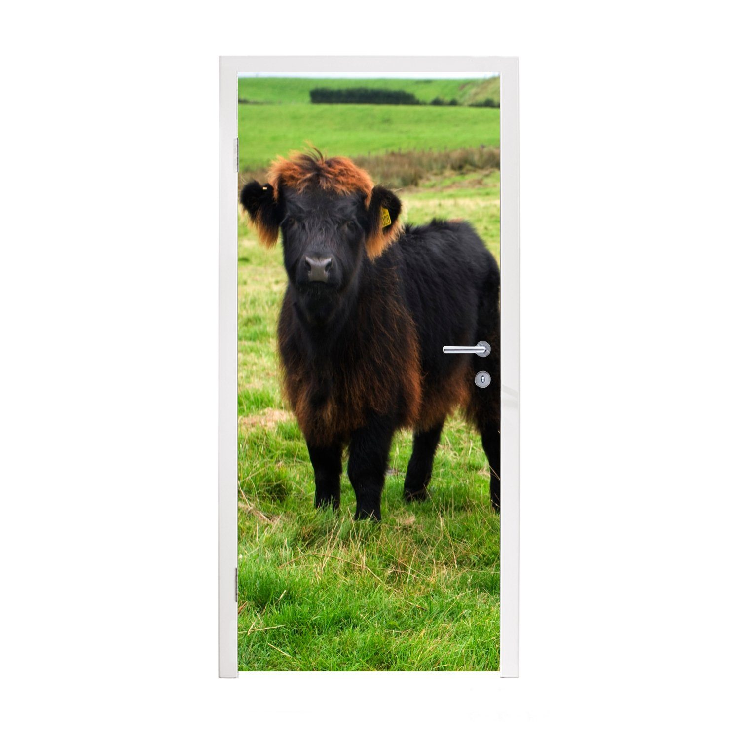 St), Türtapete Matt, Schottische - 75x205 bedruckt, Highlander Fototapete Tür, für Türaufkleber, (1 - MuchoWow cm Kühe, Gras