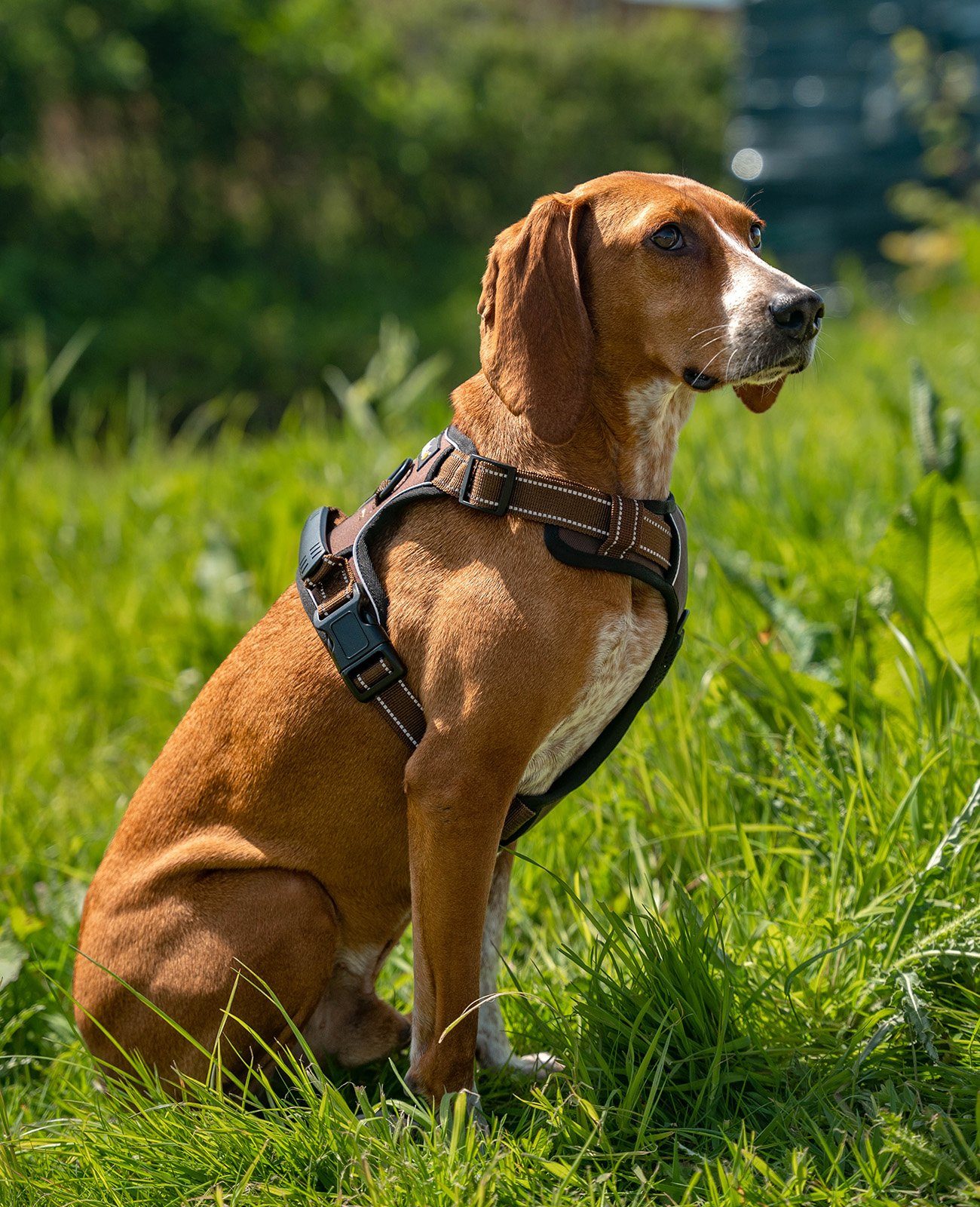 lionto Hunde-Geschirr Anti-Zug, reflektierend & gepolstert, robustes Oxford-Gewebe, verstellbares Y-Geschirr mit Brustring