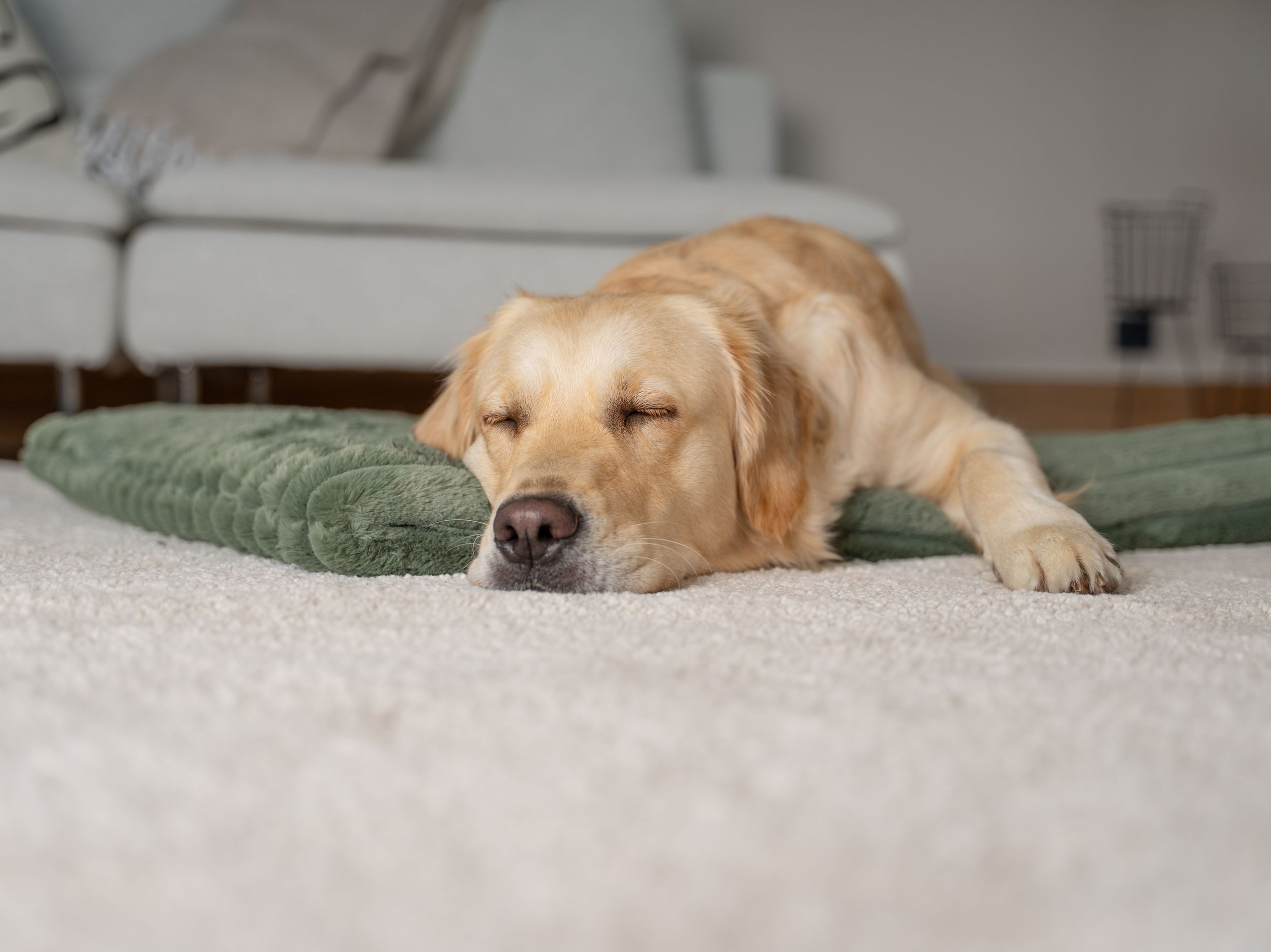 TrendPet Hundematte Mora, mit extradicker Polsterung, mit extradicker Polsterung