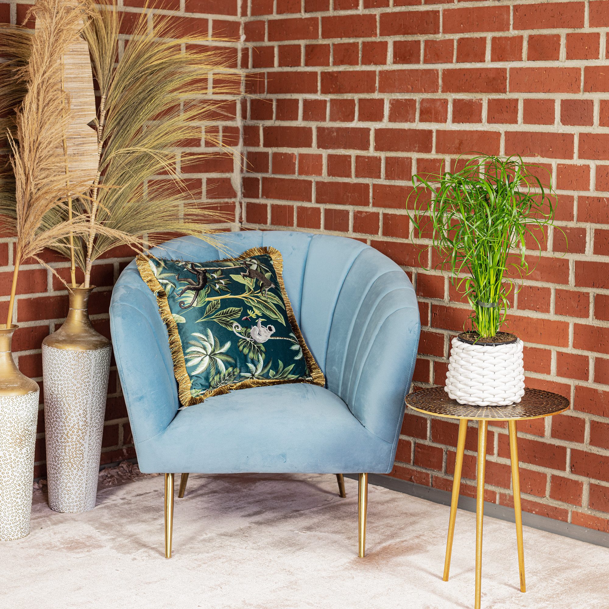 Flowerbox Zimmerpflanze Zyperngras - Cyperus alternifolius, pflegeleicht - Höhe ca. 60 cm, Topf-Ø 14 cm