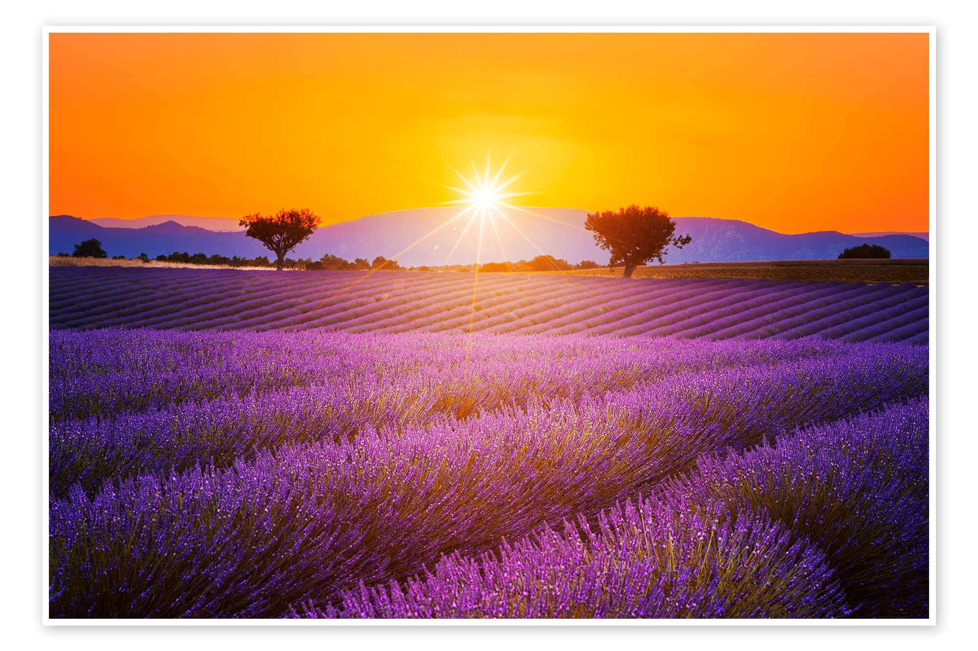 Posterlounge Wandbild Sonne über dem Lavendel, Editors Choice, erhältlich als Poster, Leinwandbild, Wandsticker oder Acrylglasbild