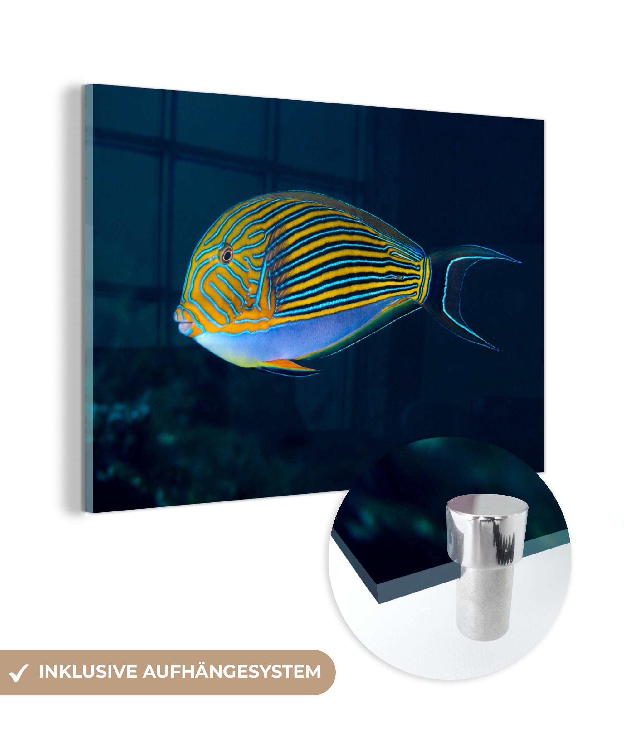 MuchoWow Acrylglasbild Fisch - Indonesien - Wasser, (1 St), Acrylglasbilder Wohnzimmer & Schlafzimmer