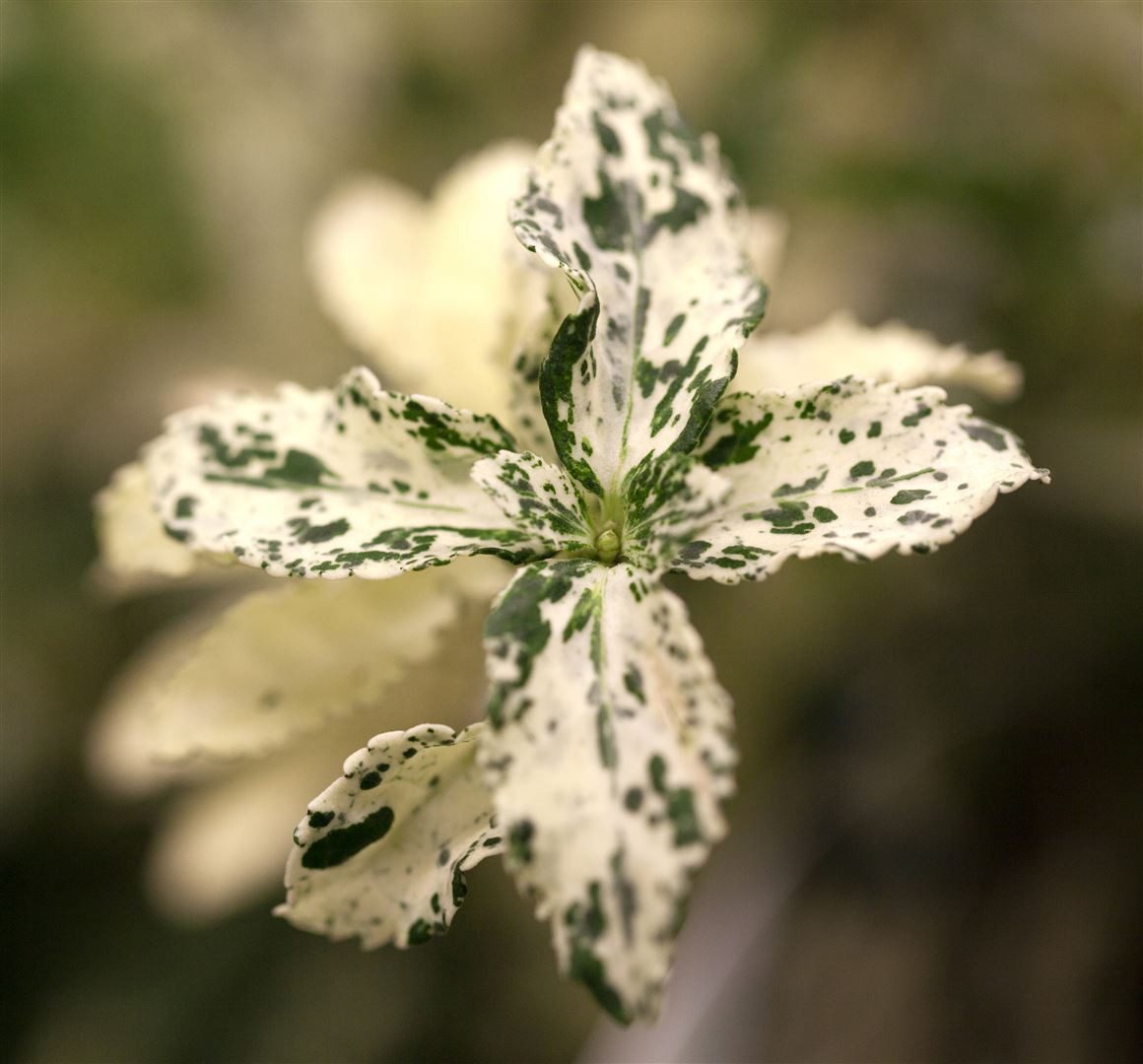 Thumbnail - Pflanzen für Dich Bodendecker Euonymus fortunei Harlequin, 1 St., Kriechspindel, Spindelstrauch, buntlaubig, bodendecker