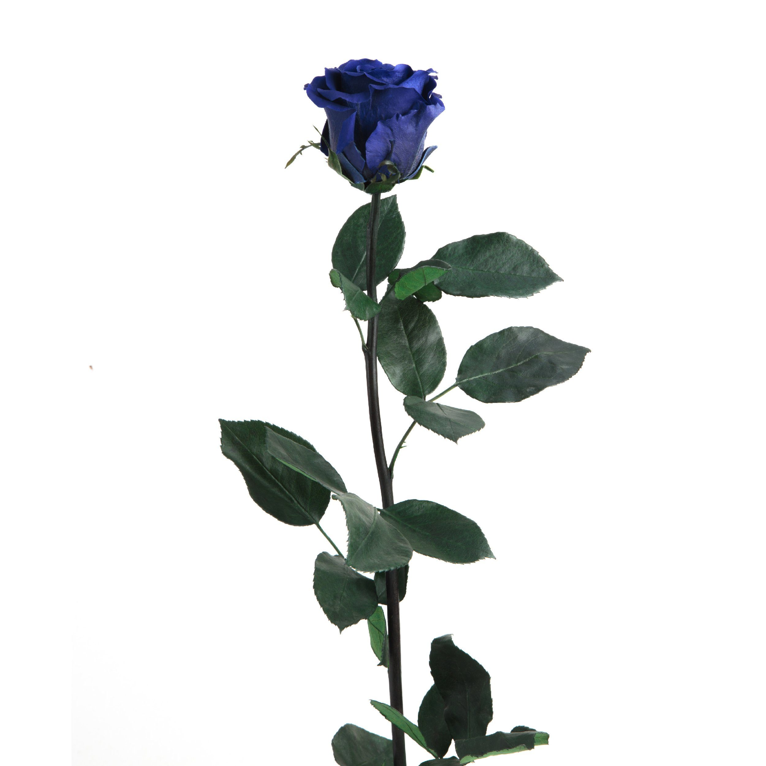 Kunstblume Ewige Rose konserviert mit Stiel echte haltbare Blume Rose, ROSEMARIE SCHULZ Heidelberg, Höhe 50 cm, Infinity Rose, Geschenk für Frauen, Valentinstag, Made in Germany
