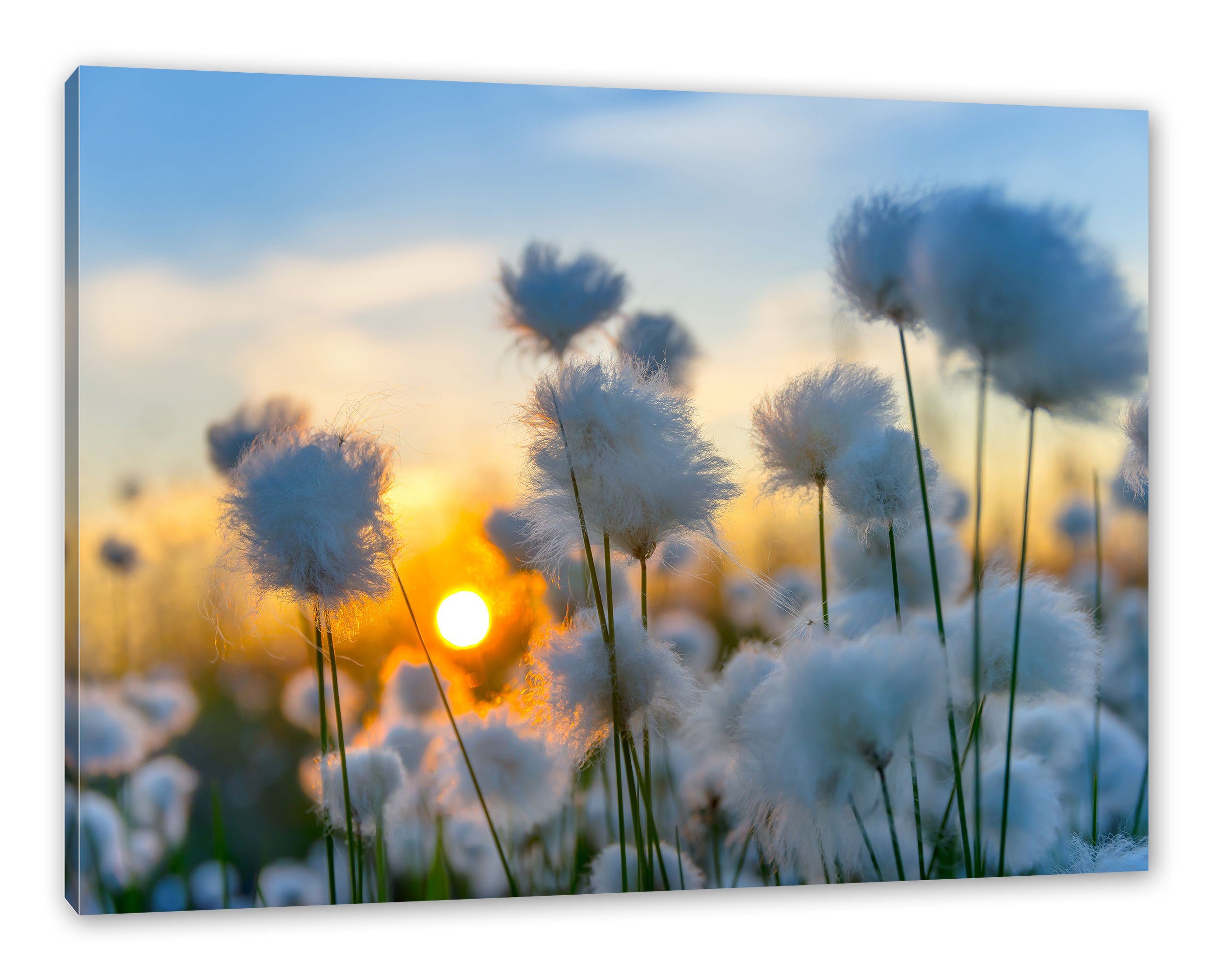 Pixxprint Leinwandbild Baumwollblüten im Sonnenuntergang, Baumwollblüten im Sonnenuntergang (1 St), Leinwandbild fertig bespannt, inkl. Zackenaufhänger
