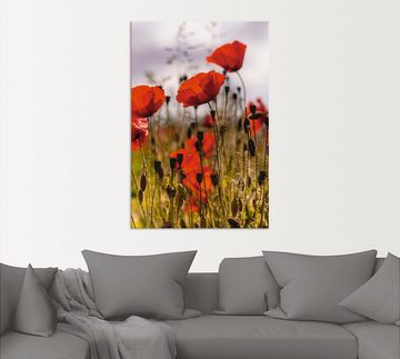 Artland Wandbild Mohnblumen im Morgenlicht, Blumenwiese (1 St), als Alubild, Outdoorbild, Leinwandbild, Poster in verschied. Größen