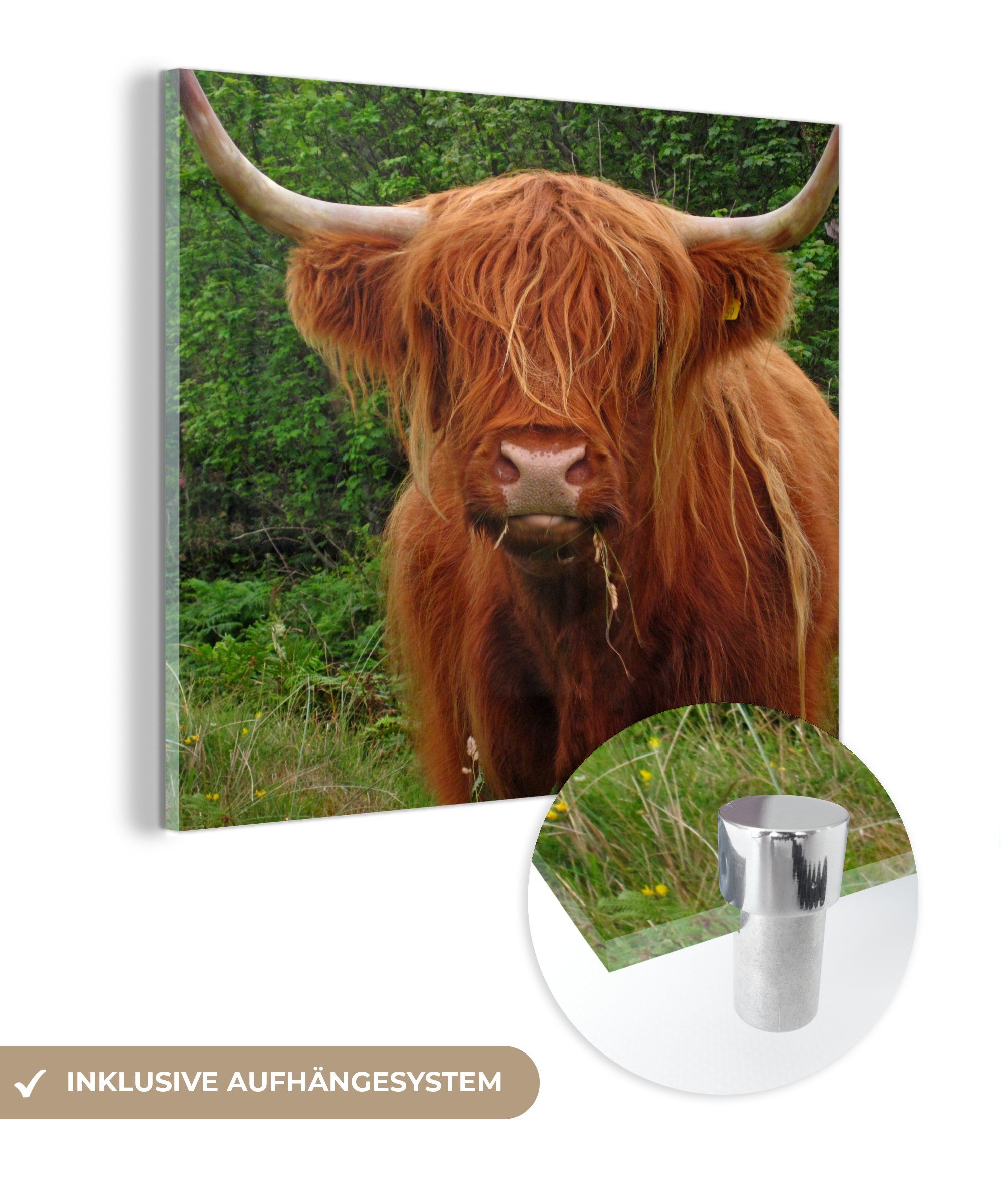MuchoWow Acrylglasbild Schottischer Highlander - Kuh - Gras, (1 St), Glasbilder - Bilder auf Glas Wandbild - Foto auf Glas - Wanddekoration bunt