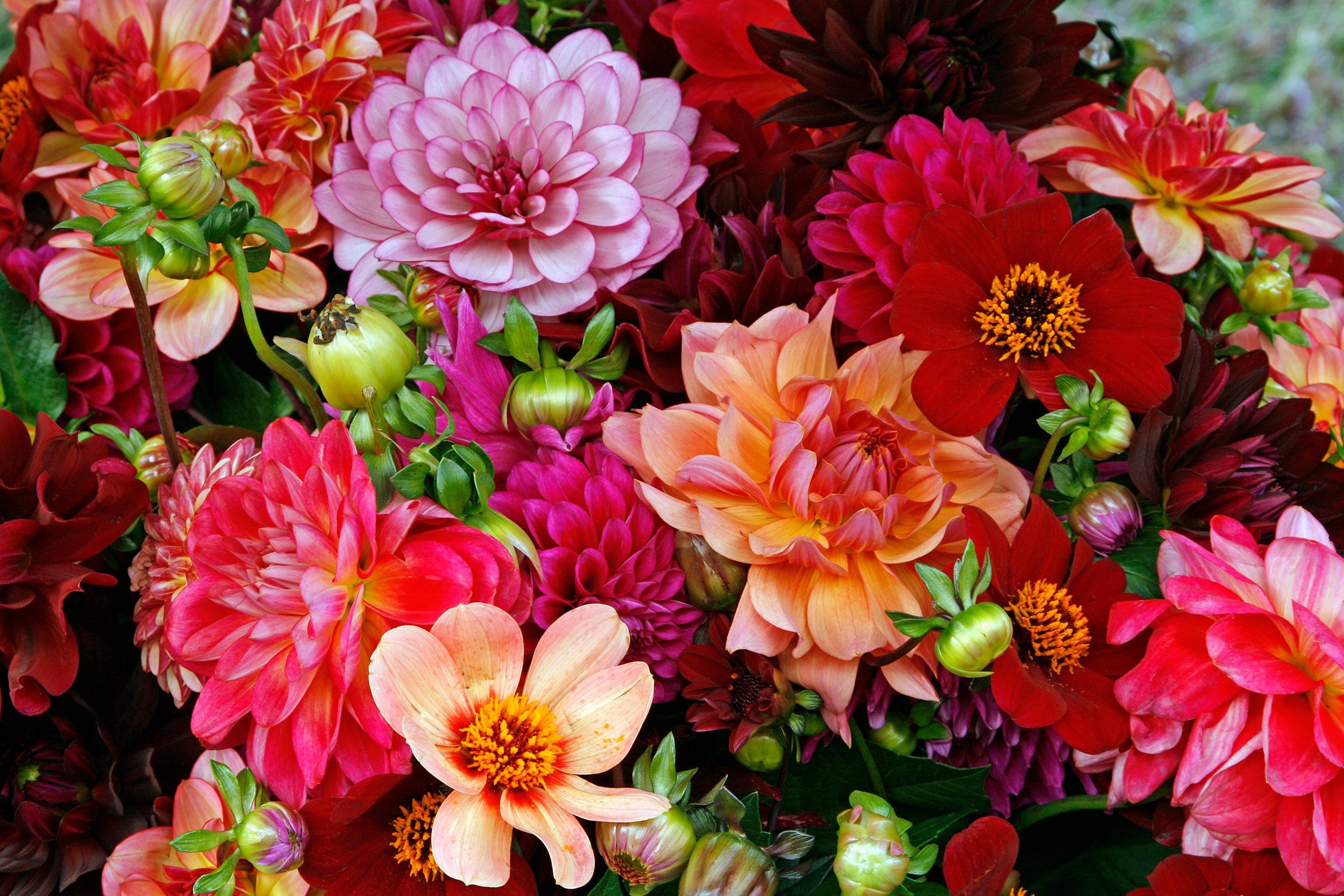 Papermoon Fototapete BUNTE BLUMEN-STRAUß-DEKOR MUSTER PFLANZE ORCHIDEE RETRO