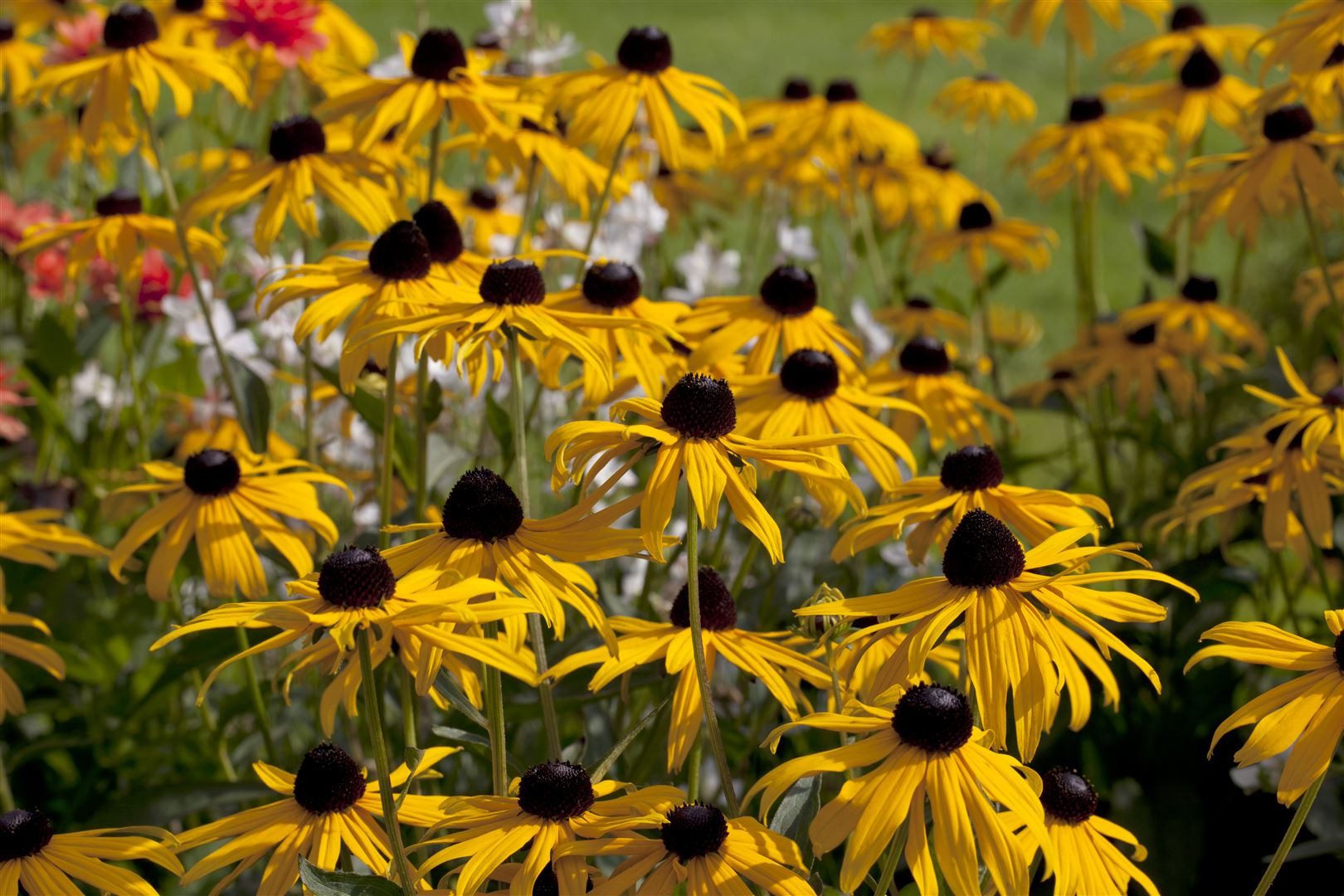 Pflanzen für Dich Staude Rudbeckia fulg. Goldsturm, 1 St., Sonnenhut, Gelber Sonnenhut, Goldsturm-Sonnenhut